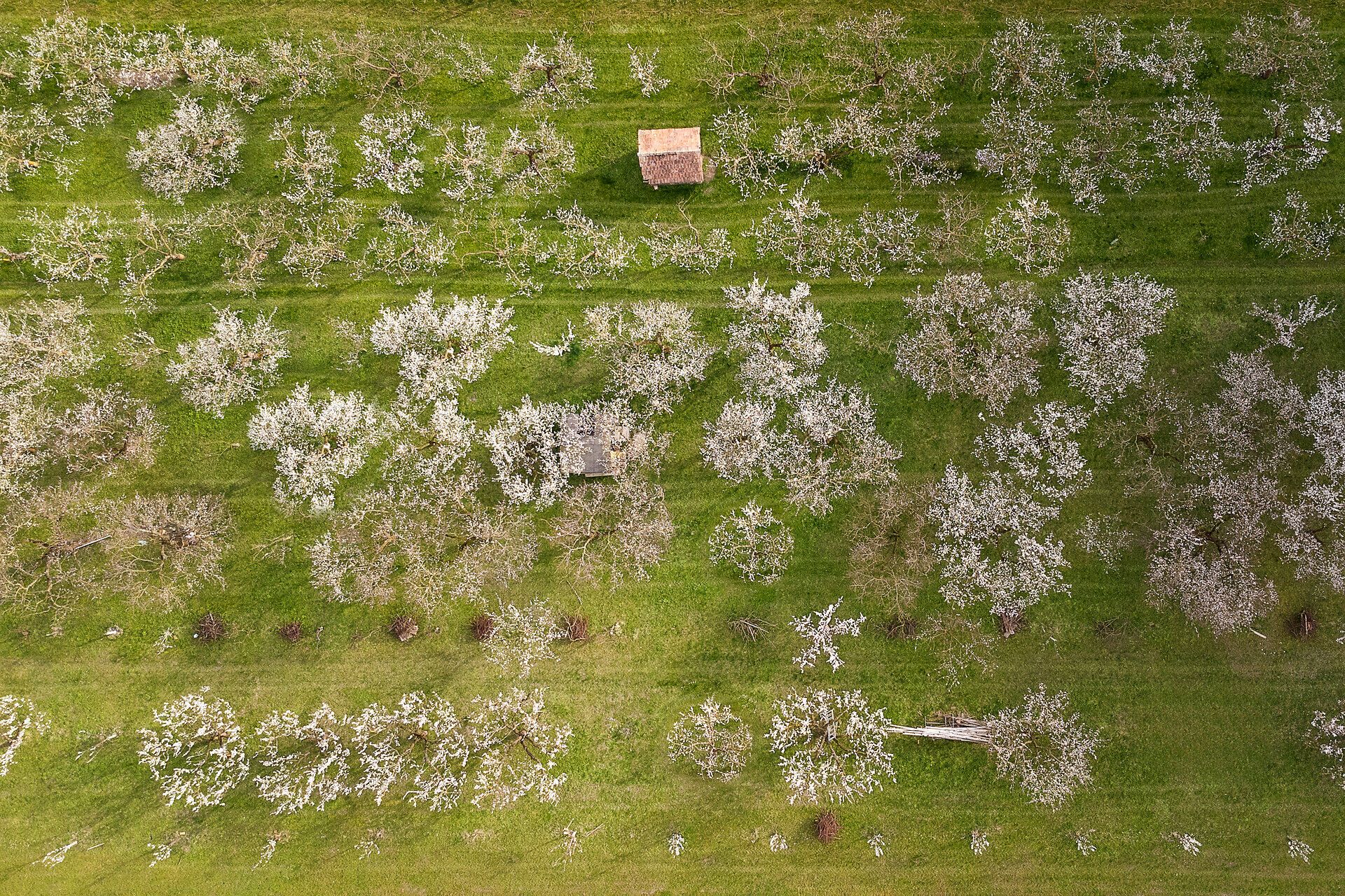 In der blühenden Landschaft der Wachau entfaltet sich ein zauberhaftes Schauspiel, wenn die Marillenbäume in voller Blüte stehen. Die zarten, weißen Blüten verleihen der Umgebung eine romantische Atmosphäre und laden zu einem Spaziergang durch die blühenden Obstgärten ein.