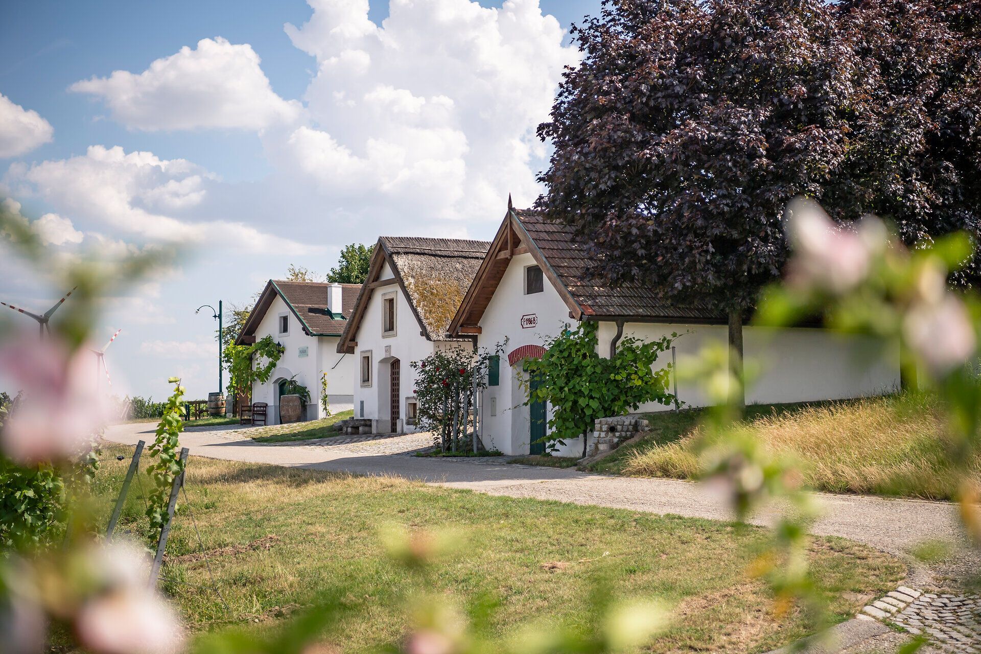 In der idyllischen Kellergasse von Höflein laden charmante, traditionell gestaltete Hütten zum Verweilen ein. Umgeben von üppigem Grün und blühenden Pflanzen, strahlt der Sommer hier eine besondere Ruhe und Gemütlichkeit aus. Ein perfekter Ort, um die Seele baumeln zu lassen und die Schönheit der Natur zu genießen.