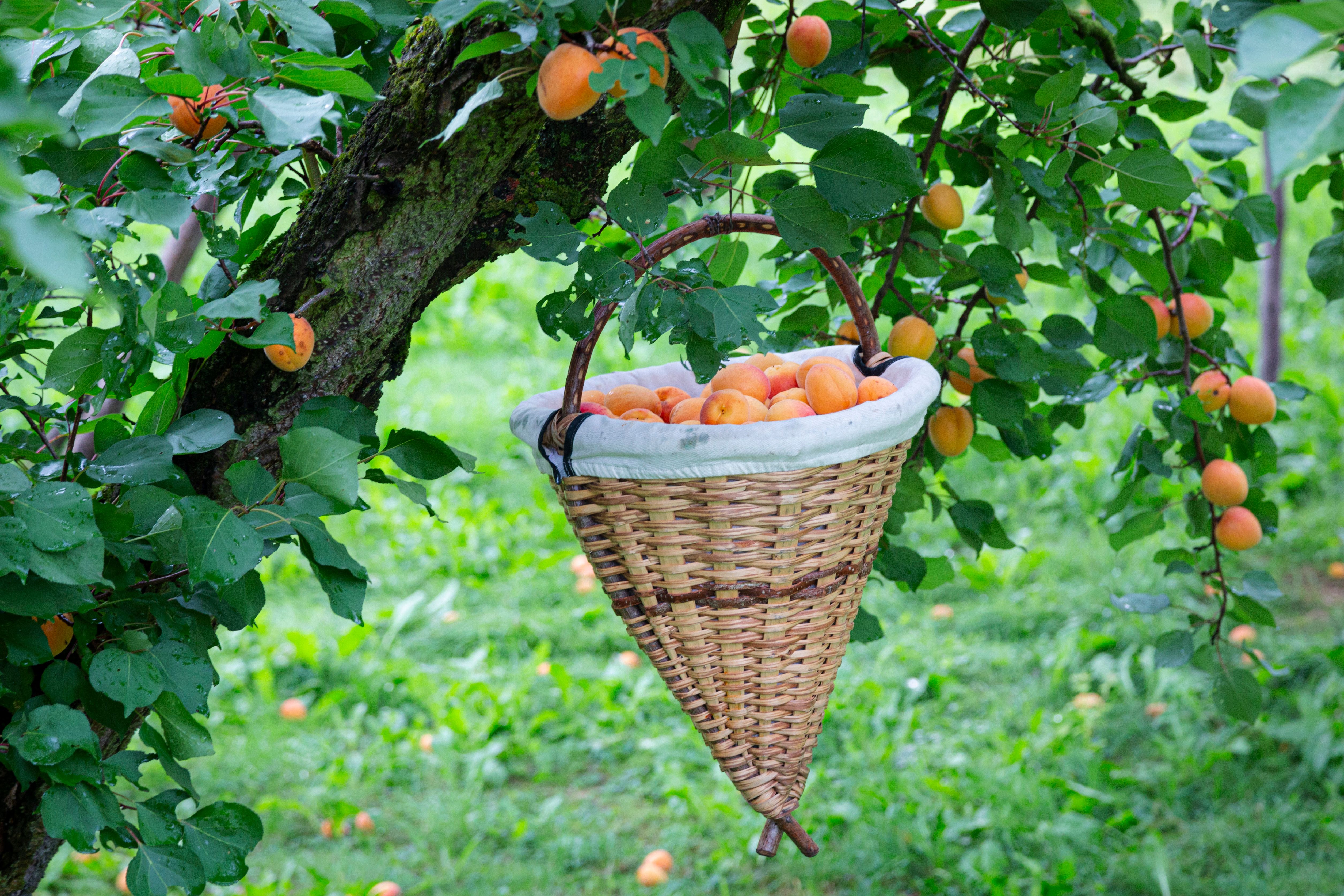 WNK_Marillenernte(c)Donau_Niederoesterreich_Barbara_Elser