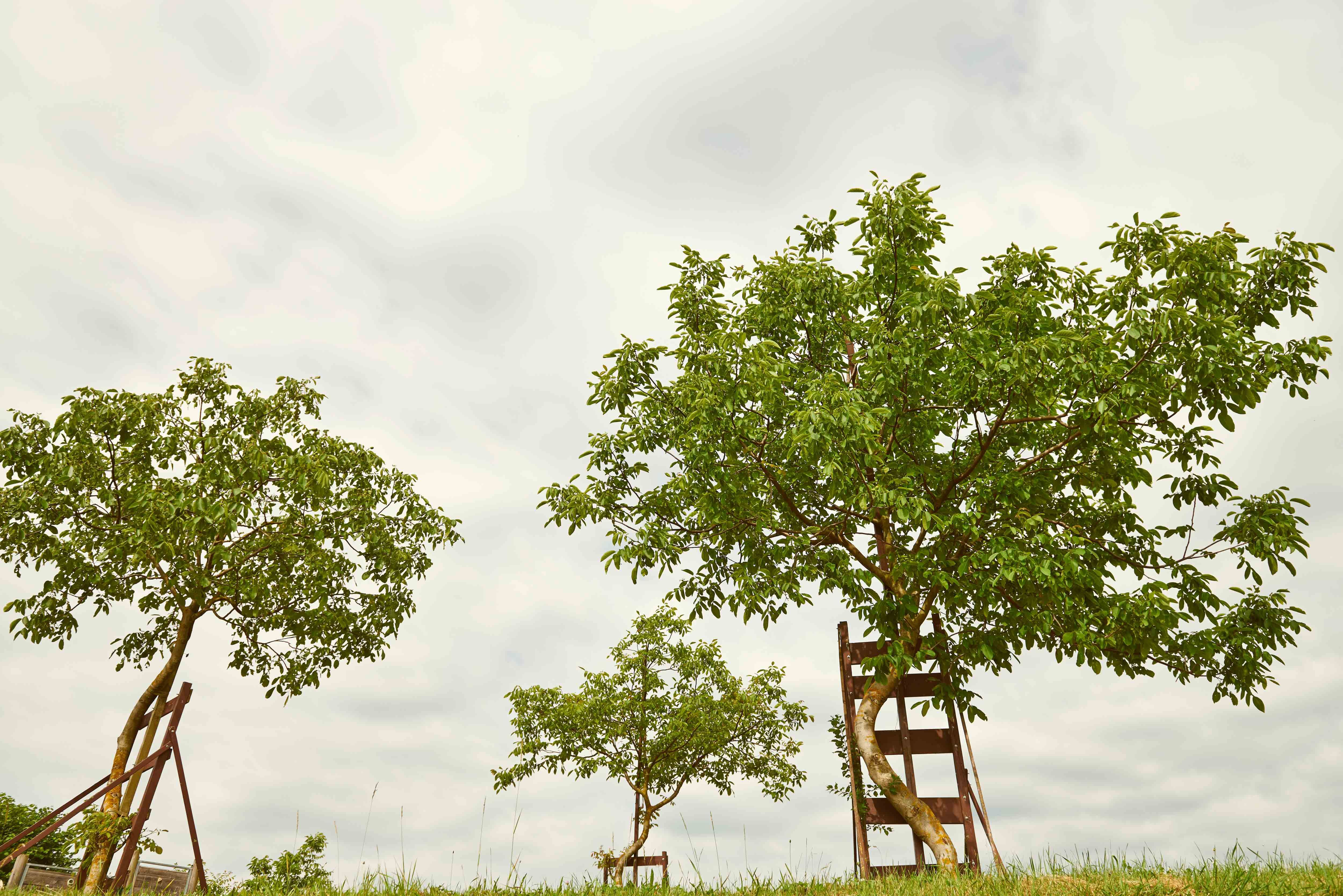 Drei junge Bäume mit Stützen auf einer Wiese unter bewölktem Himmel.