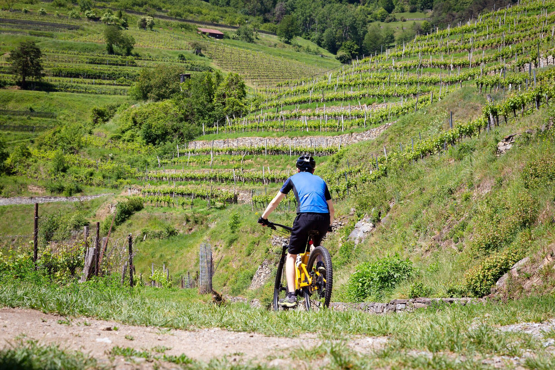 Ein Mountainbiker in der Wachau im Hintergrund die Weinreben.