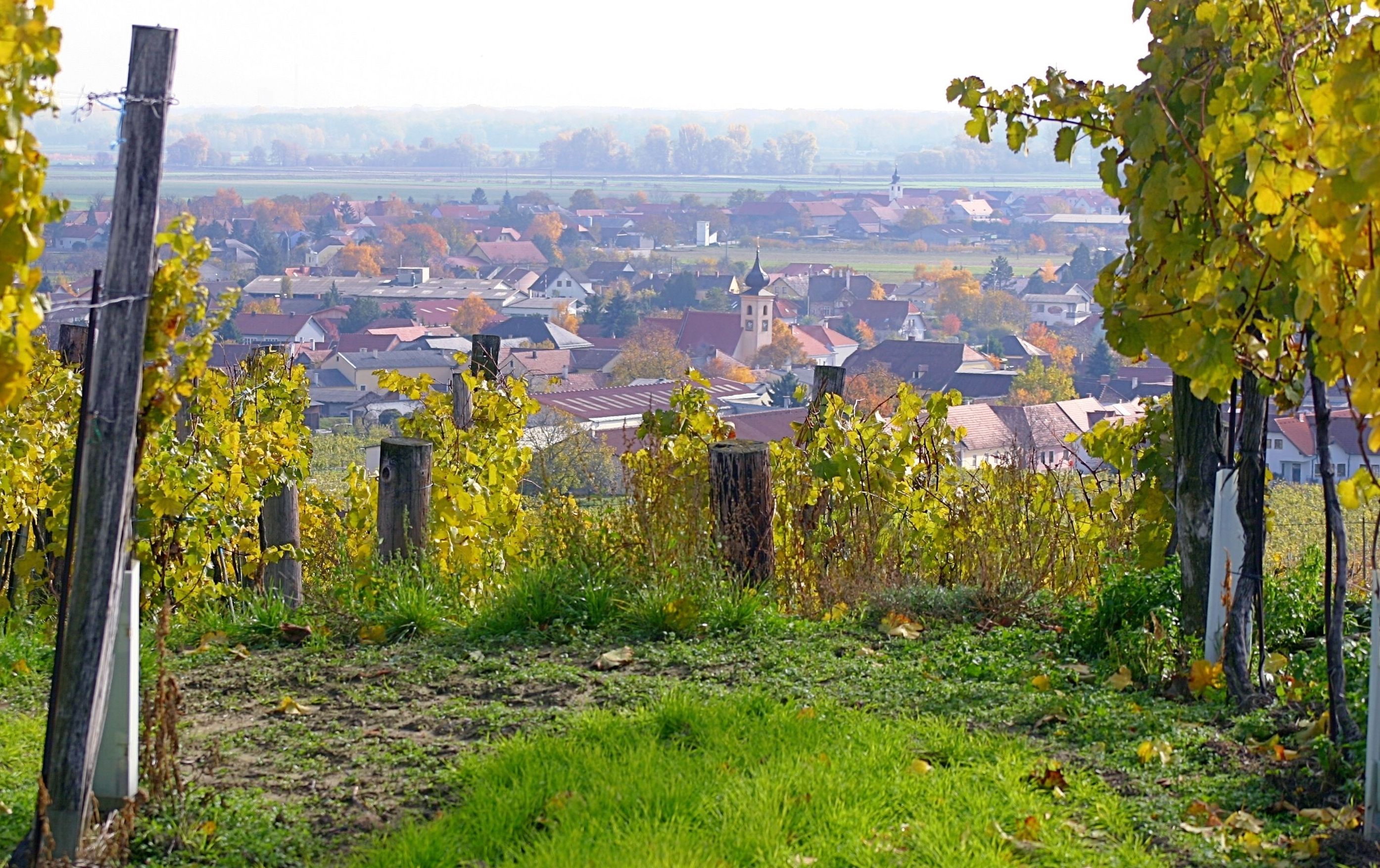 Blick auf Gedersdorf mit Weinreben im Vordergrund.