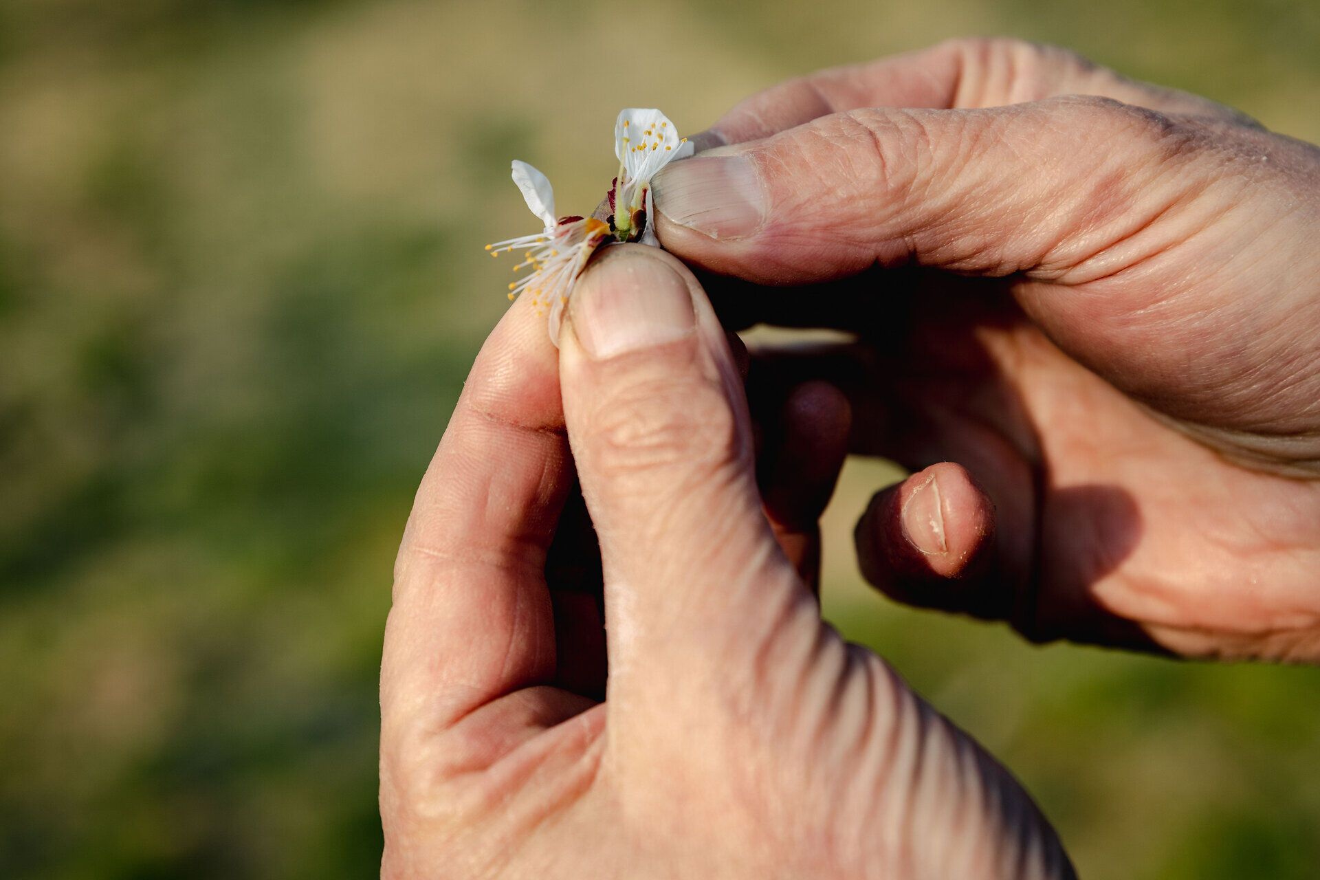 Zwei Hände zeigen eine Marillenblüte im Detail