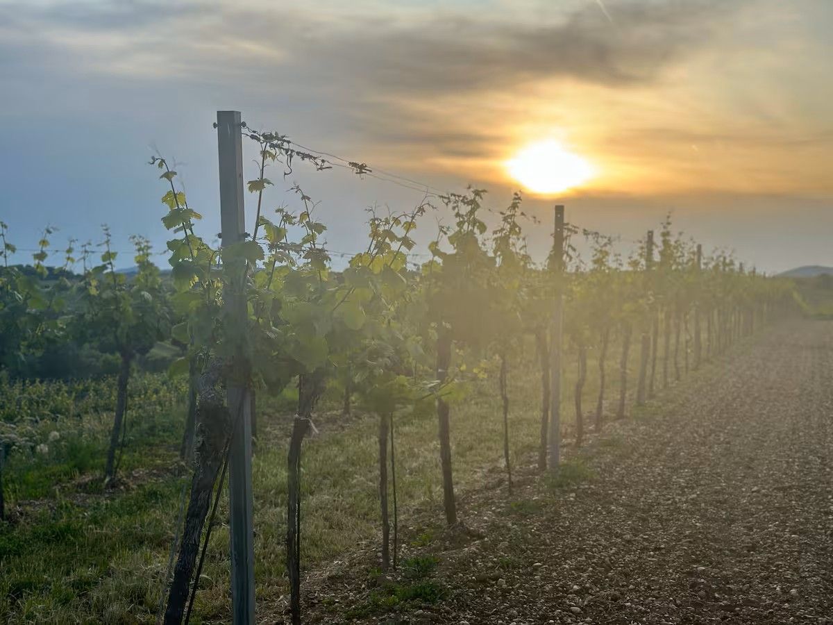 Večerní atmosféra na vinicích
