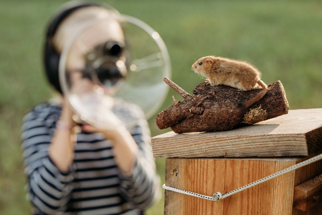 Hightech-Naturforscherin ist dem Schnarchen der Haselmaus auf der Spur