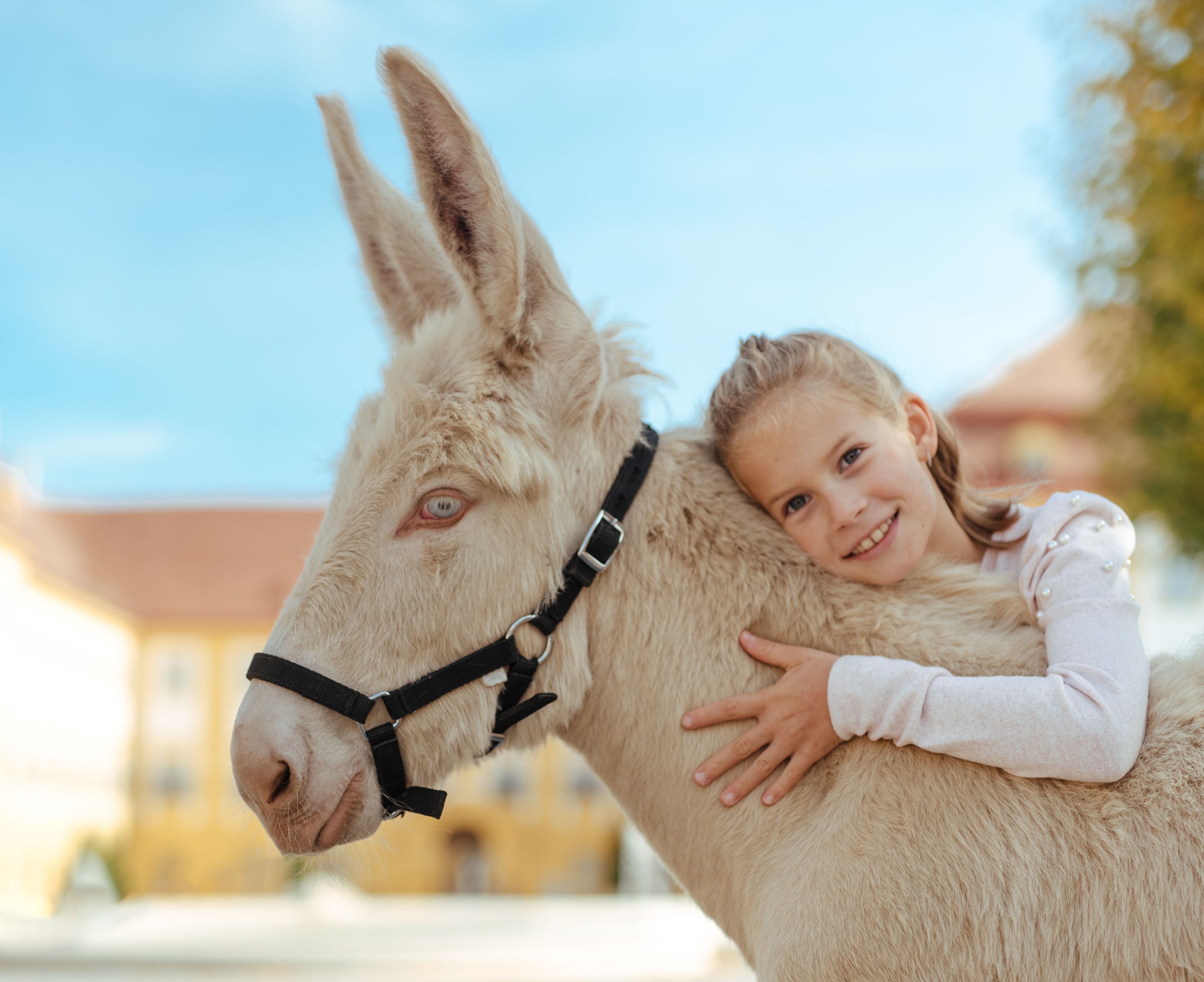 Kind mit Barockesel auf Schloss Hof