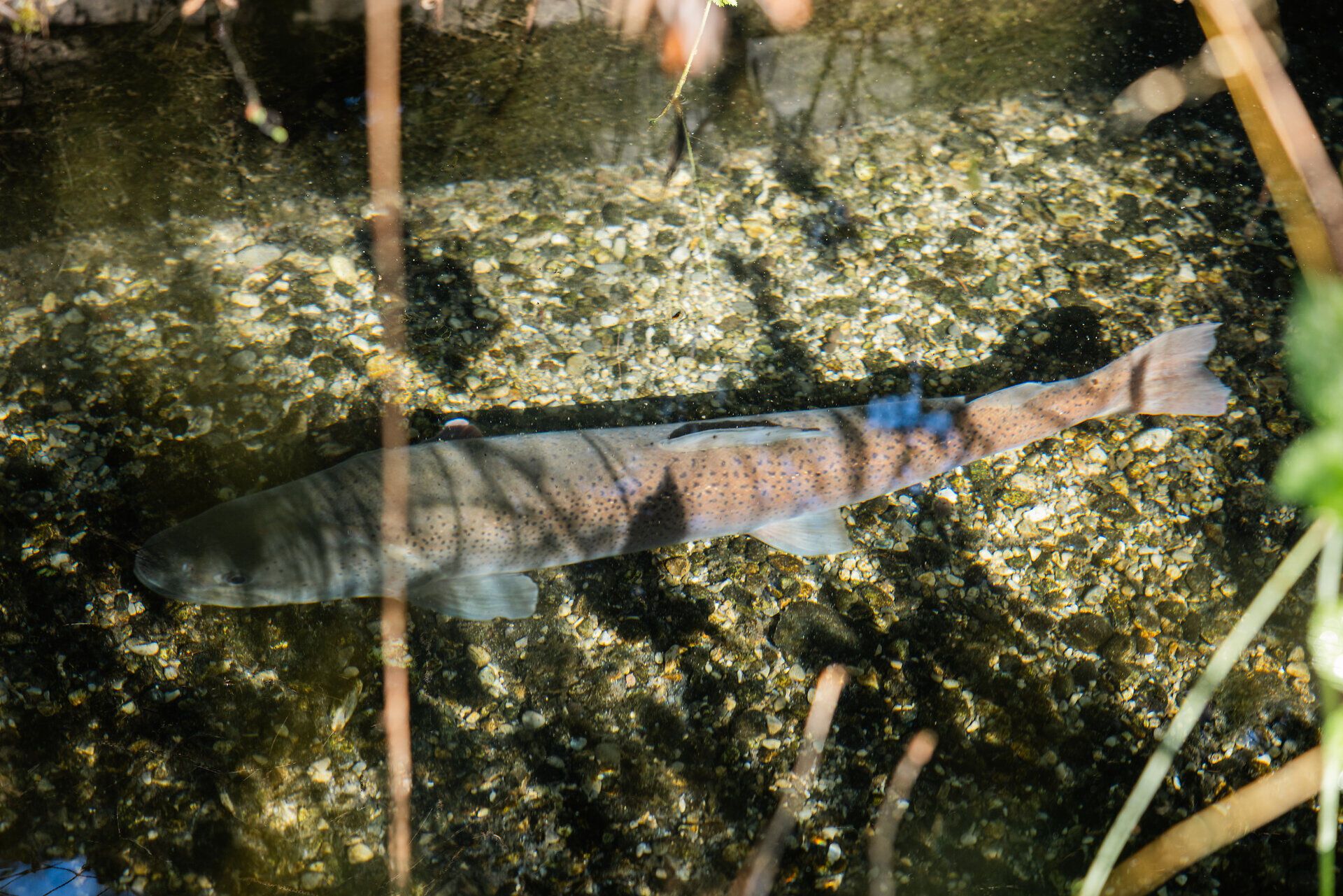 Fisch in klarem Wasser zwischen Steinen und Wasserpflanzen.