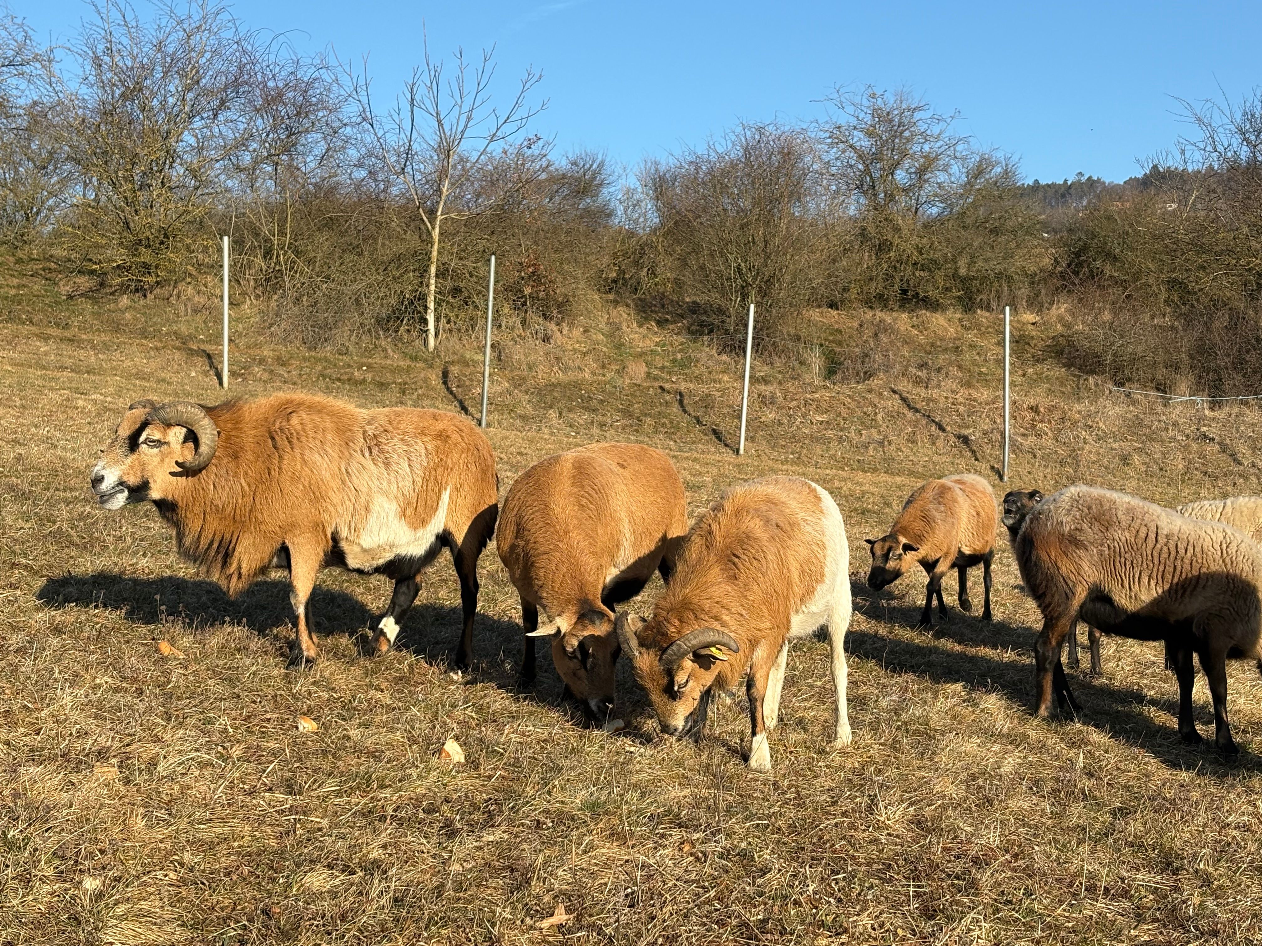 Eine Gruppe von Schafen grast auf einer Wiese an einem sonnigen Tag.