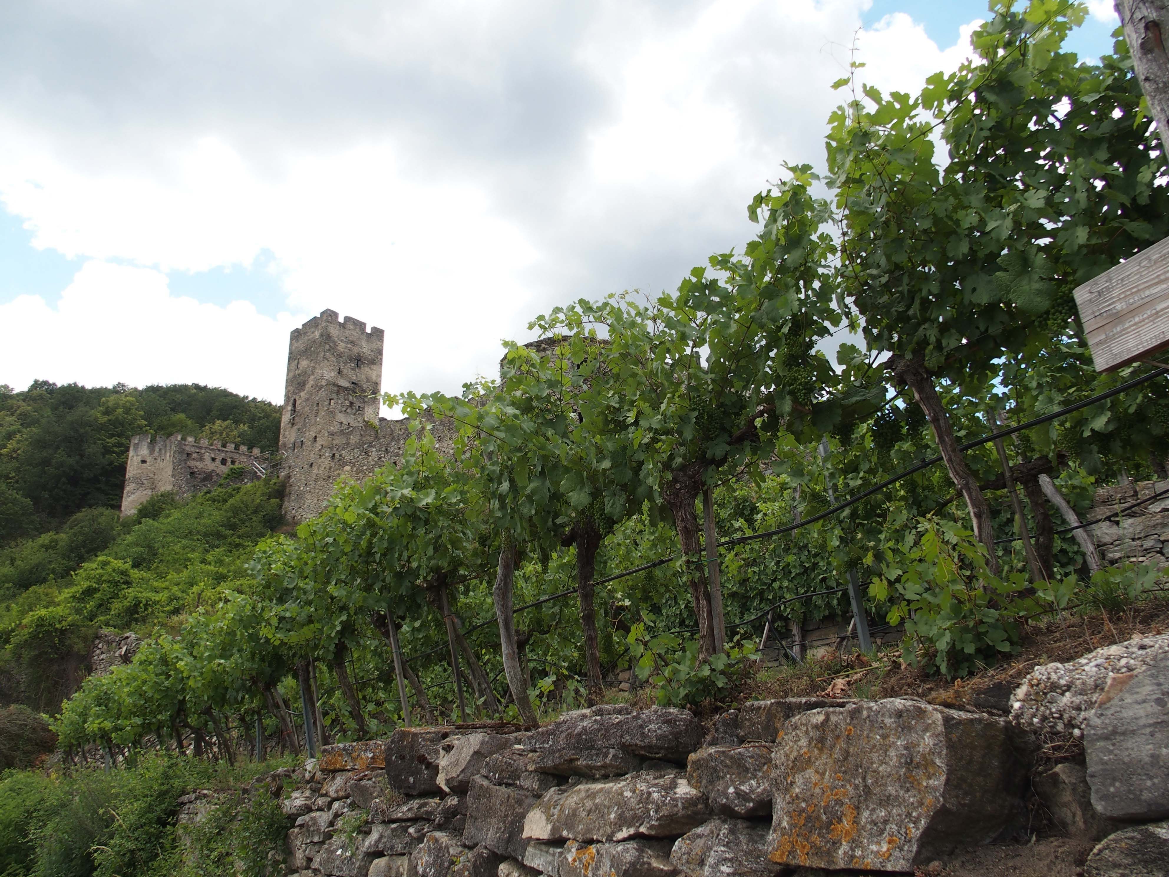 Weinbau direkt im Ort Spitz