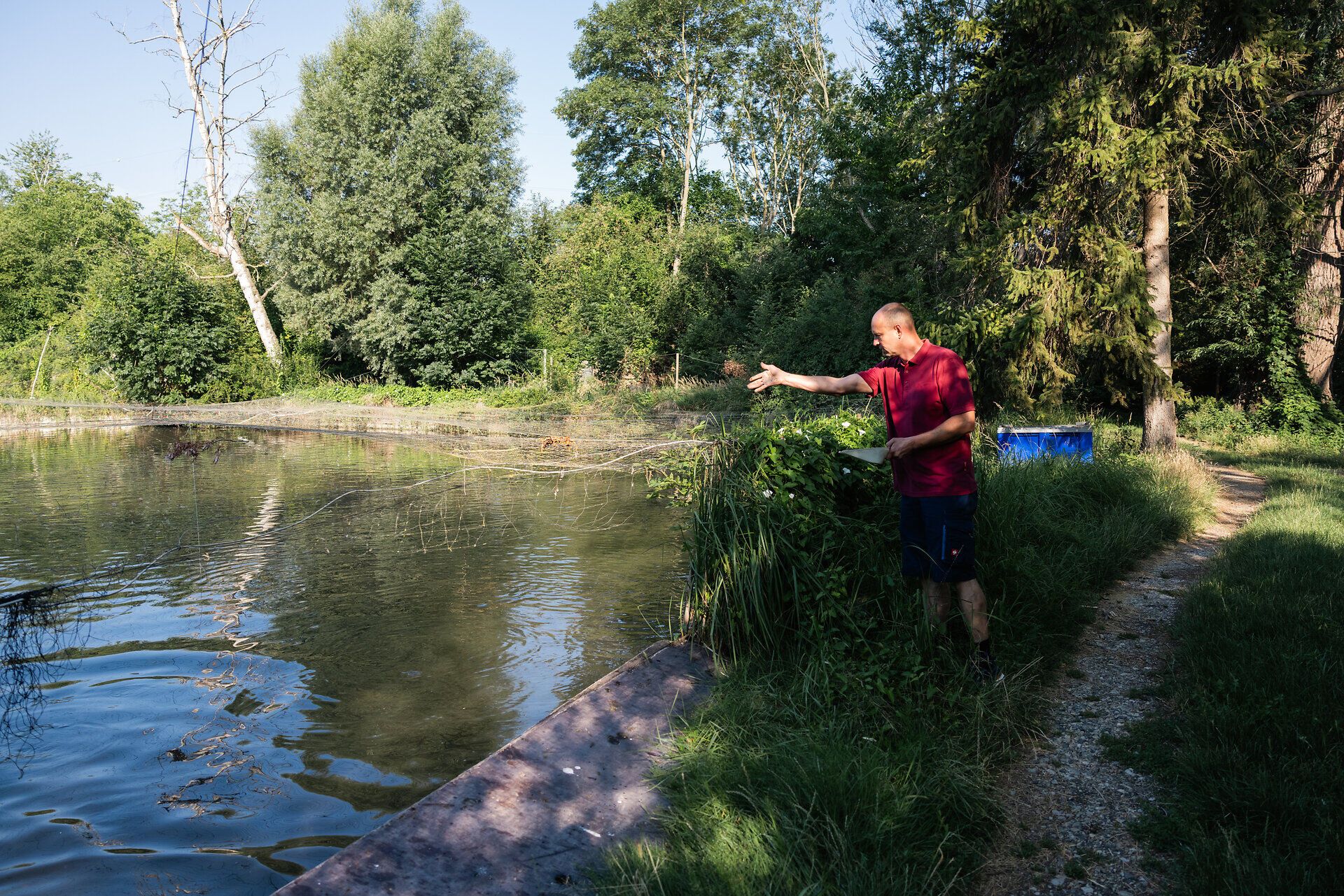 Ein Fischzüchter füttert Fische in einem Teich.