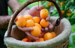 In der warmen Sonne der Wachau erstrahlen die saftigen Marillen in leuchtendem Orange. Die Erntezeit bringt Freude und Gemeinschaft, während die fruchtigen Schätze sorgsam in Körben gesammelt werden. Ein unvergessliches Erlebnis für alle, die die Natur und die köstlichen Früchte der Region lieben.