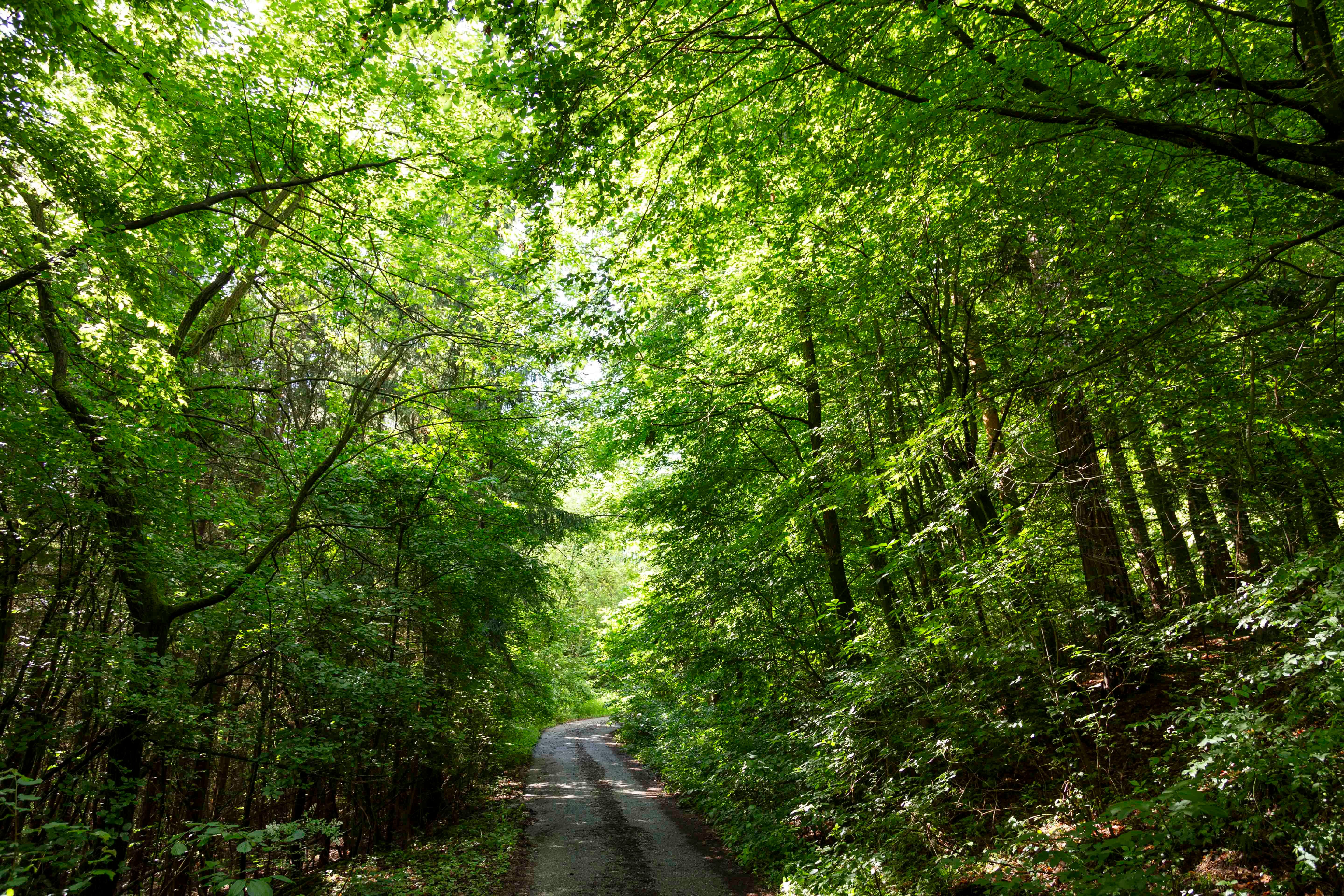 Waldweg links und rechts grüne Bäume