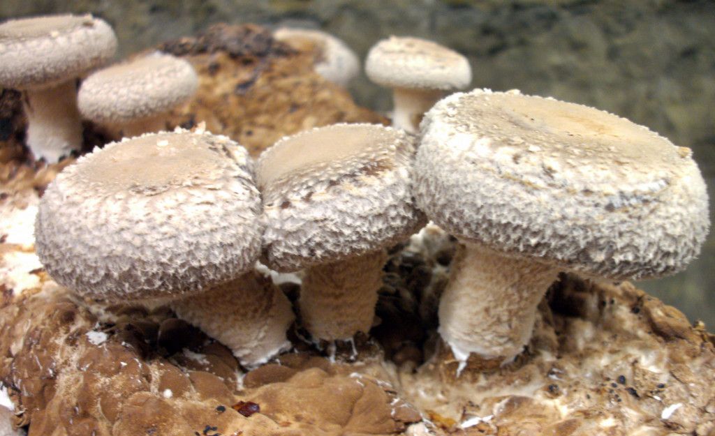 Shiitake Pilze