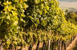 Die sanften Hügel sind mit üppigen Weinreben bedeckt, die in der warmen Herbstsonne leuchten. Die Trauben hängen schwer an den Reben und versprechen einen reichen Ertrag für die bevorstehenden Weinlese. Ein Spaziergang durch diese malerische Landschaft lädt dazu ein, die frische Luft und die Aromen des Weins zu genießen.