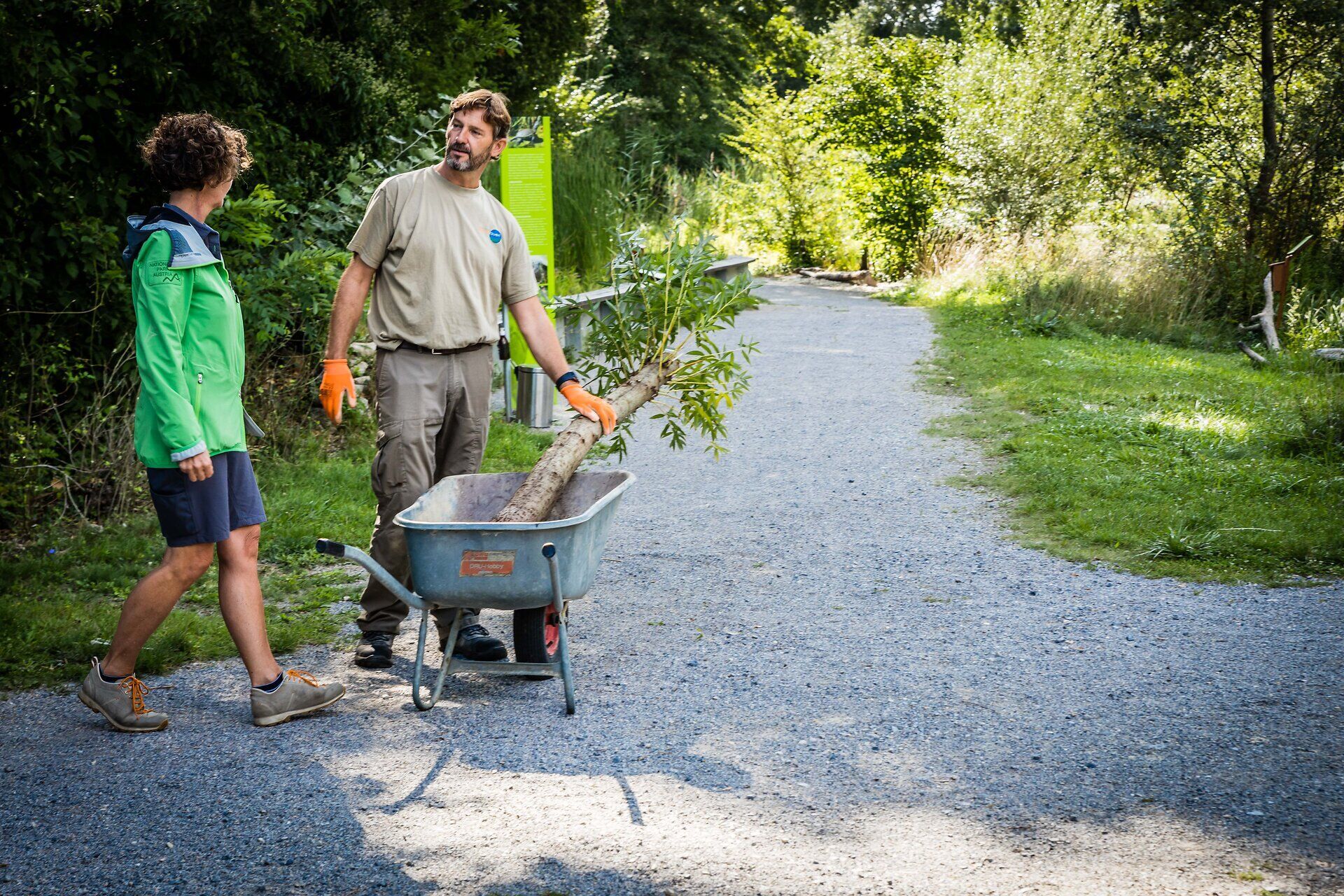 Zwei Personen mit einer Schubkarre, in der ein Baum liegt.