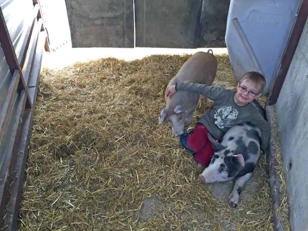kerndlerhof_schweine_niklas