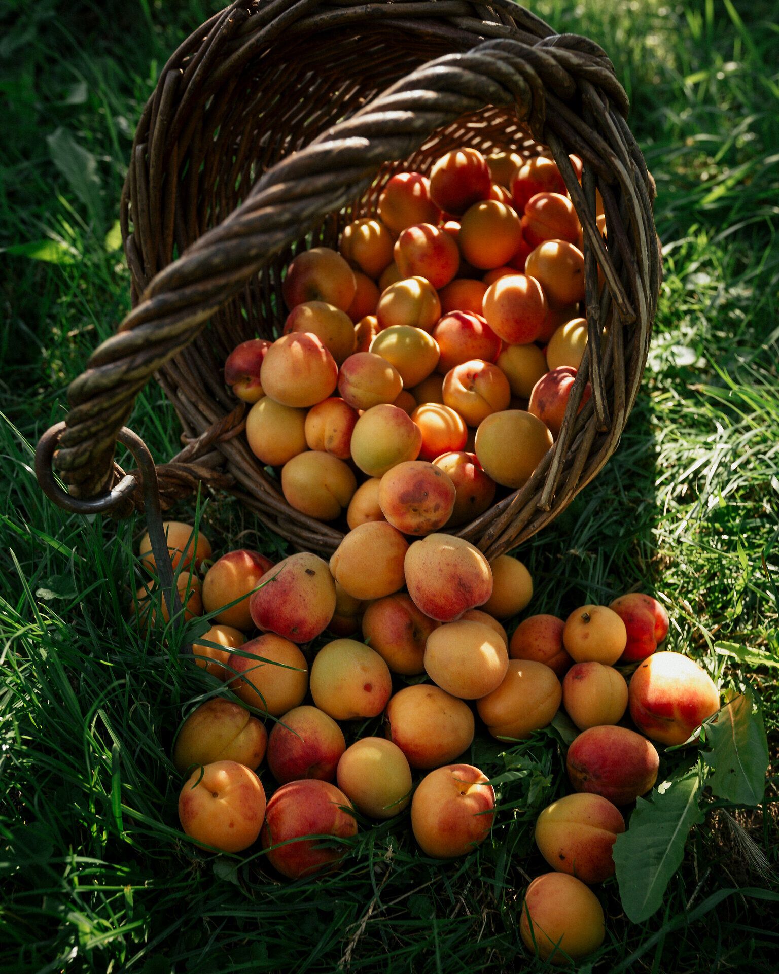 Ein Korb voller reifer Marillen aus der Wachau