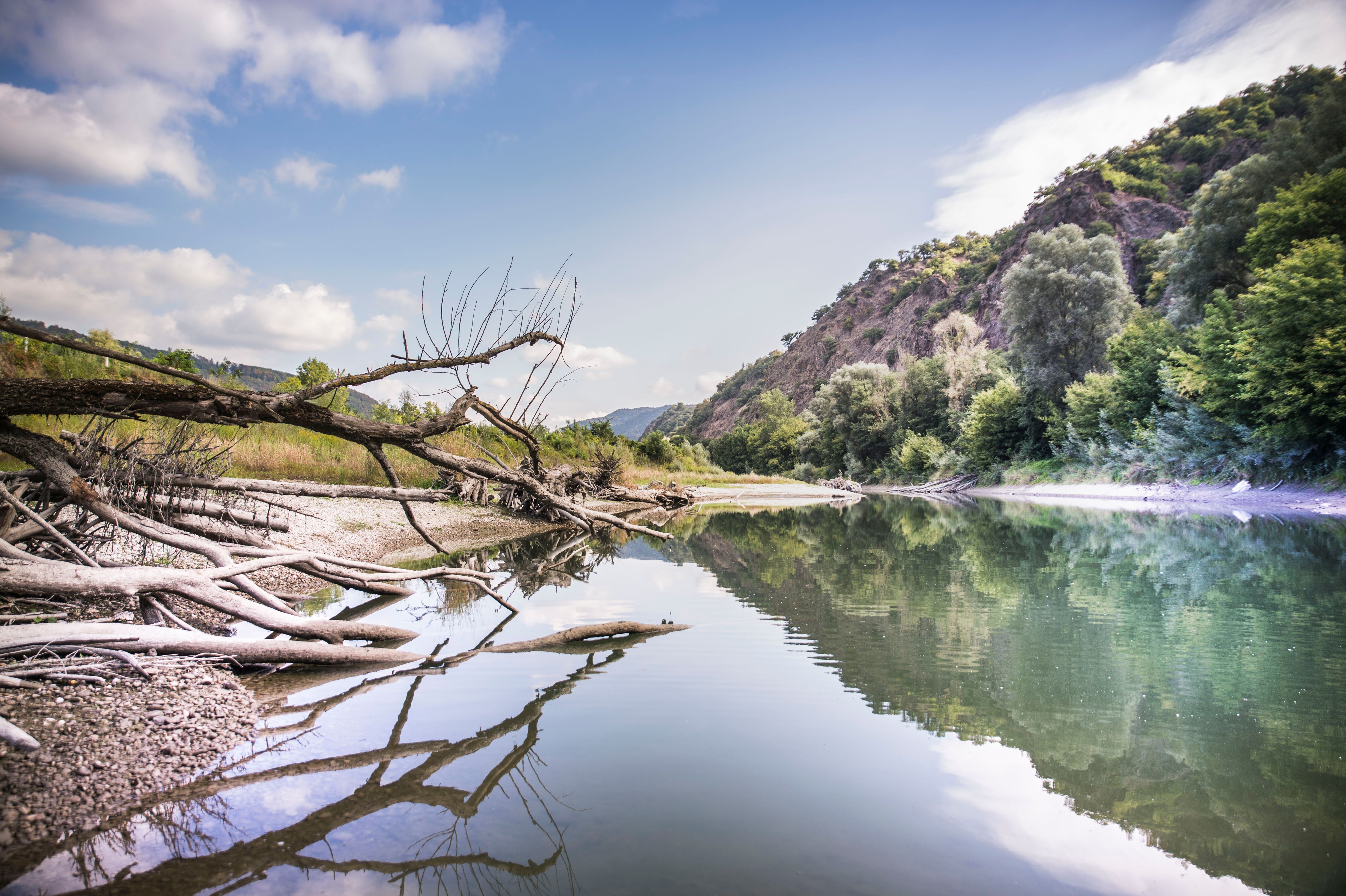Flusslandschaft mit umgestürzten Bäumen und bewaldeten Hügeln im Hintergrund.
