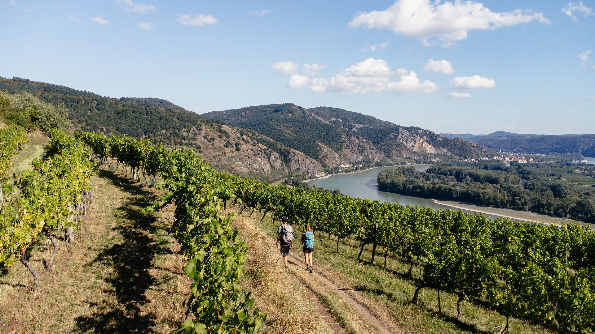 Sanfte Hügel und üppige Weinreben umrahmen den malerischen Weg, der durch die Wachau führt. Die klare Luft und das sanfte Licht der Nachmittagssonne laden dazu ein, die Schönheit der Natur zu genießen und die Seele baumeln zu lassen.