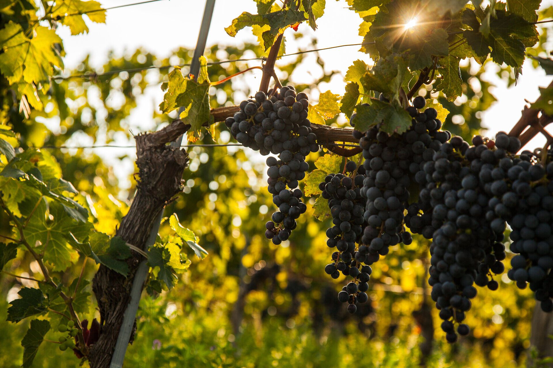 Die warmen Sonnenstrahlen küssen die reifen roten Trauben, die an den üppigen Reben hängen. In der Luft liegt der verführerische Duft von frischem Rotwein, der die Sinne betört und die Vorfreude auf die Weinernte weckt. Ein wahres Fest für alle Weinliebhaber und Naturliebhaber.