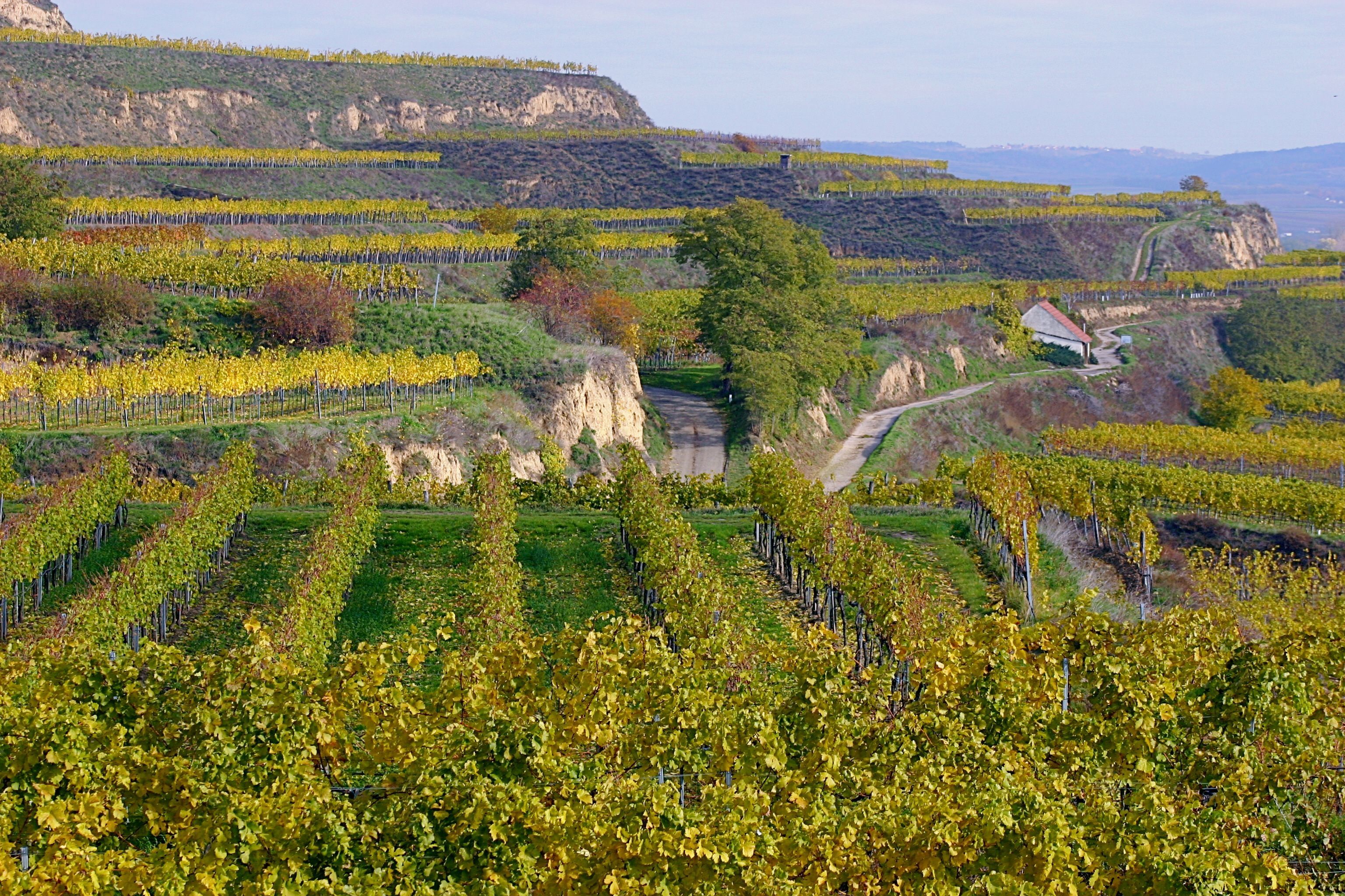 Weinberge in herbstlichen Farben in Gedersdorf, Österreich.