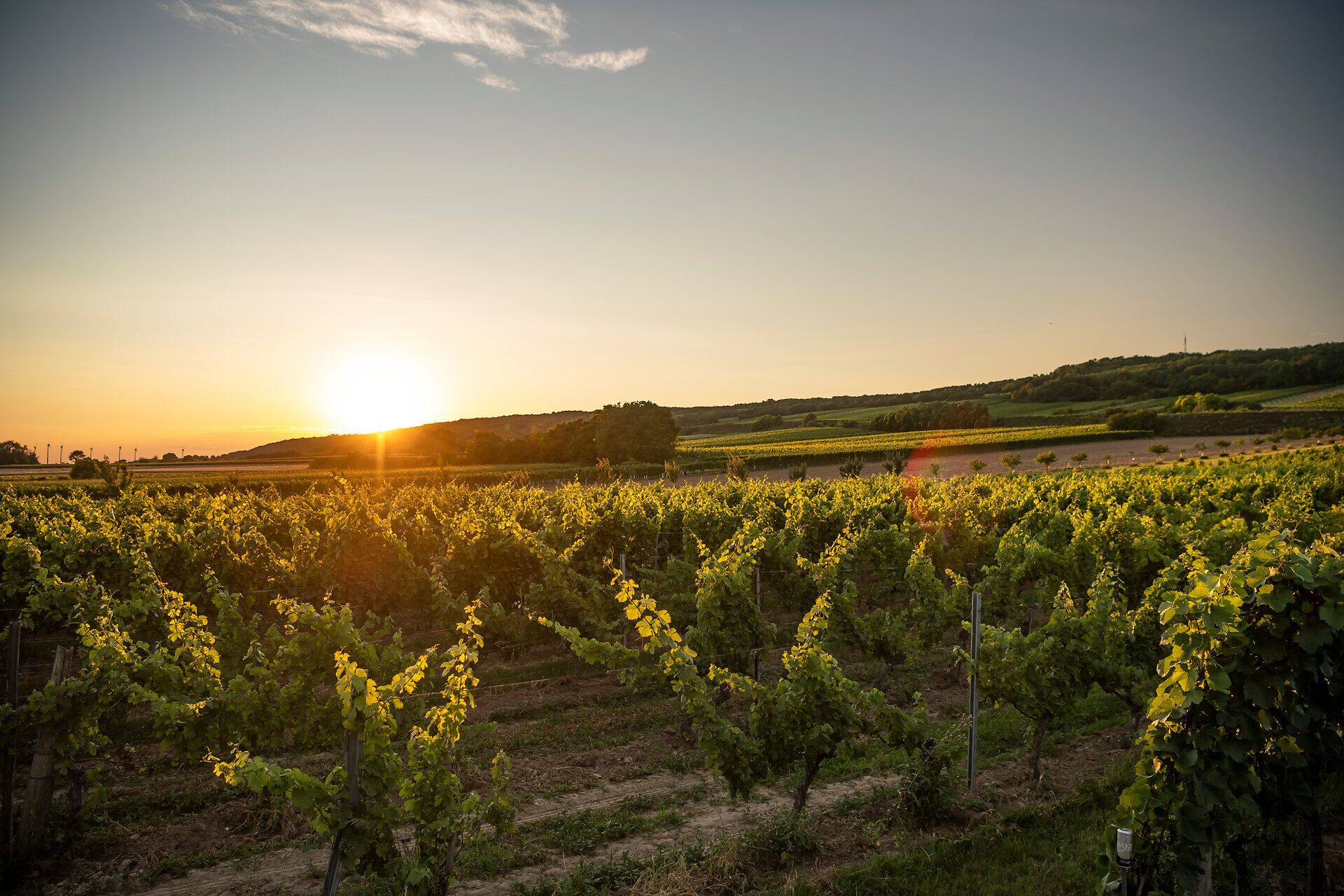 Weingarten bei Sonnenuntergang. 
