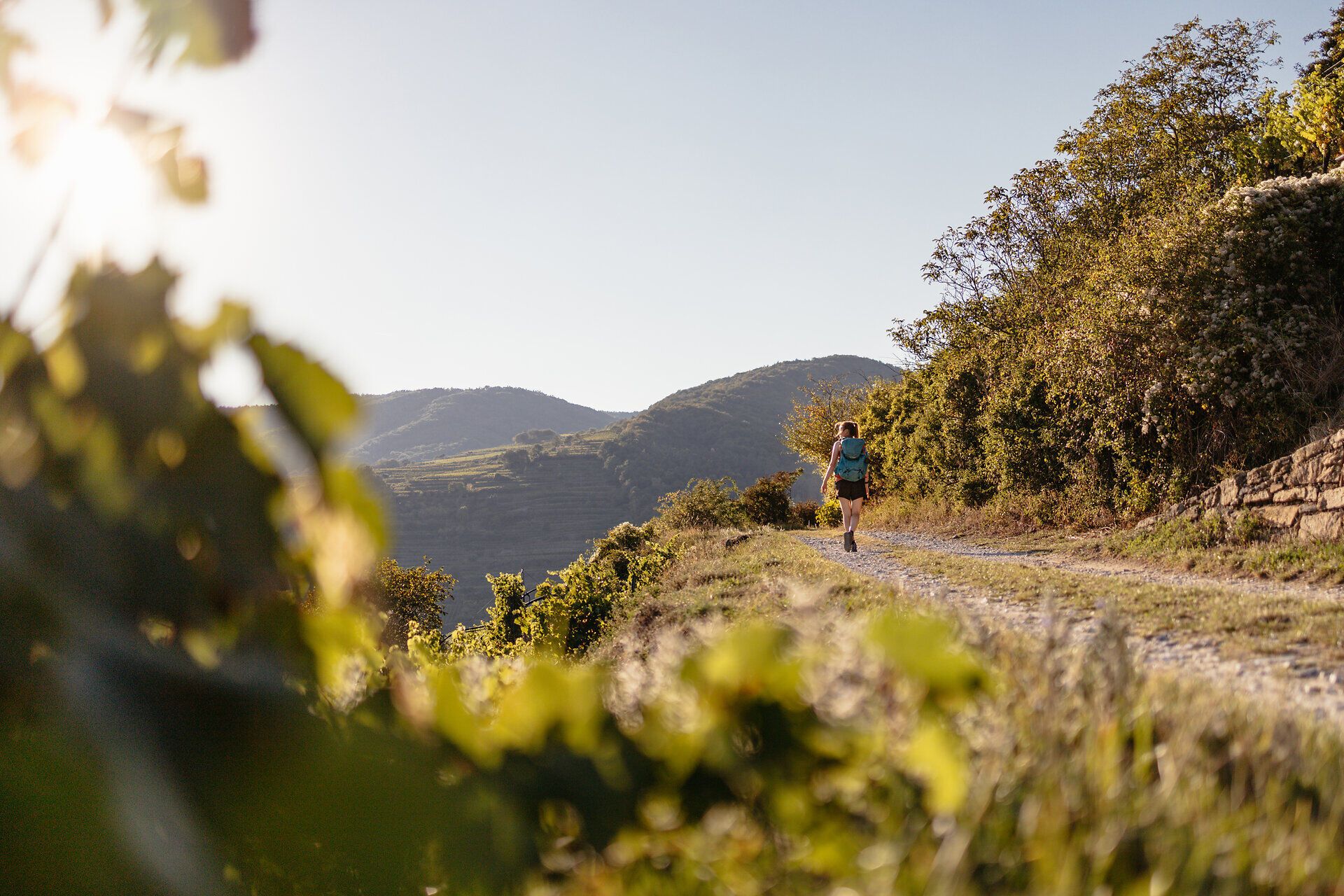 Ein Wanderer genießt die frische Bergluft und die atemberaubende Aussicht auf die sanften Hügel und Weinberge, die sich in der warmen Abendsonne golden färben. Die ruhige Atmosphäre und die malerische Landschaft laden dazu ein, die Seele baumeln zu lassen und die Schönheit der Natur zu erleben.