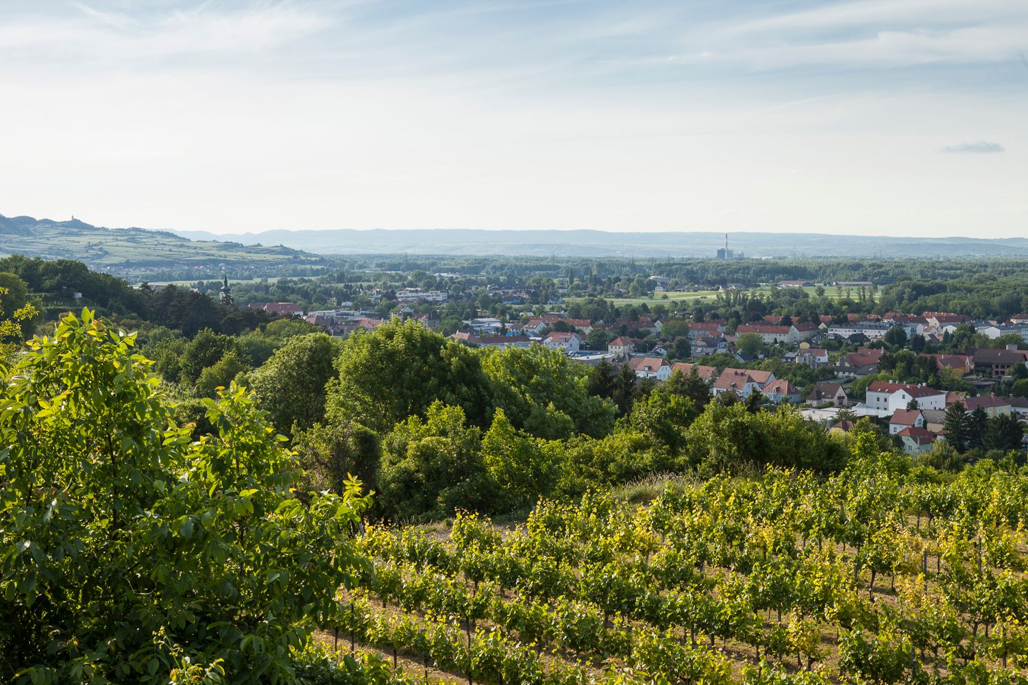 Blick auf Weinberge und die Stadt Traismauer in der Ferne.