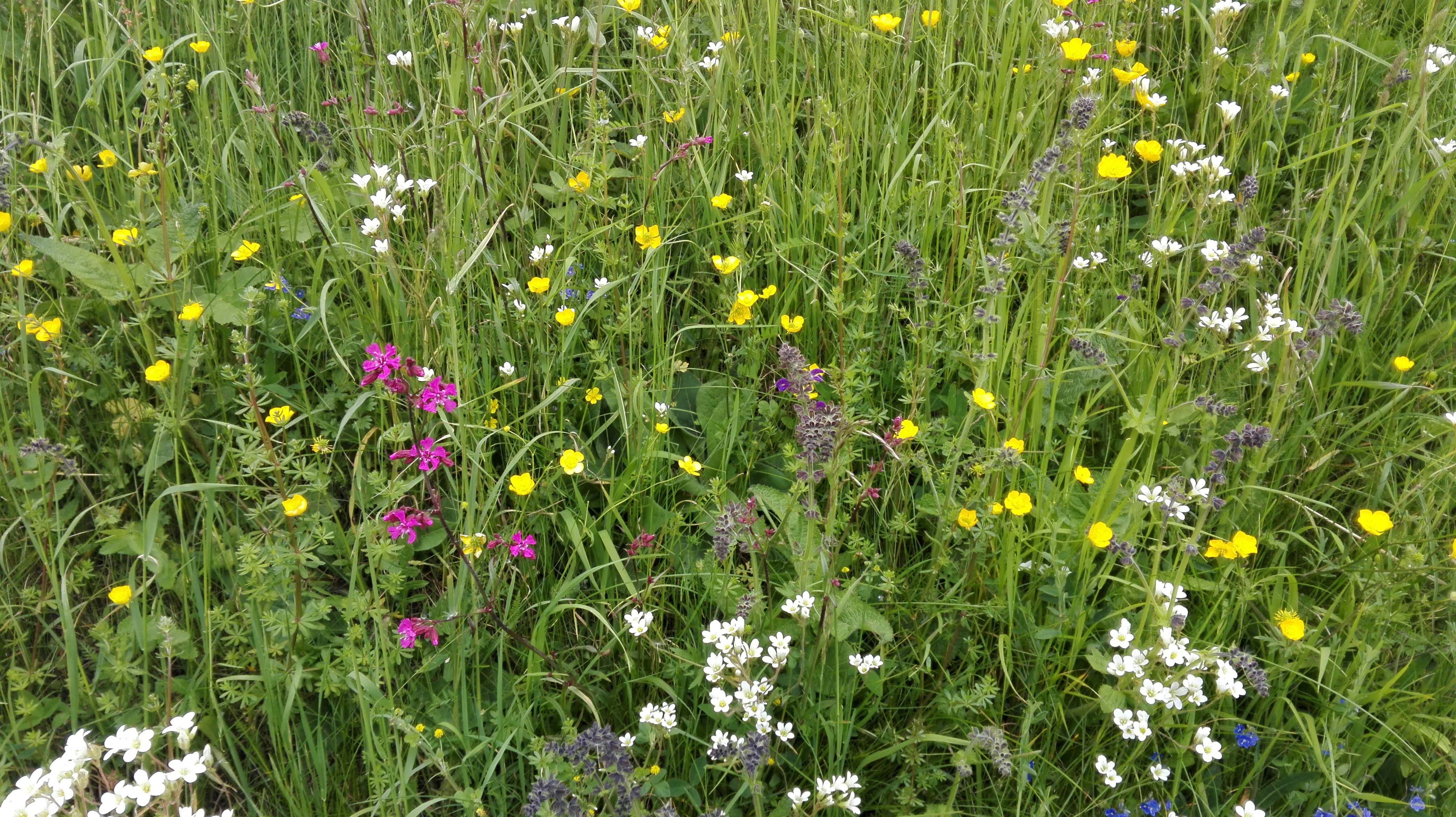 Flora im Naturpark Jauerling-Wachau