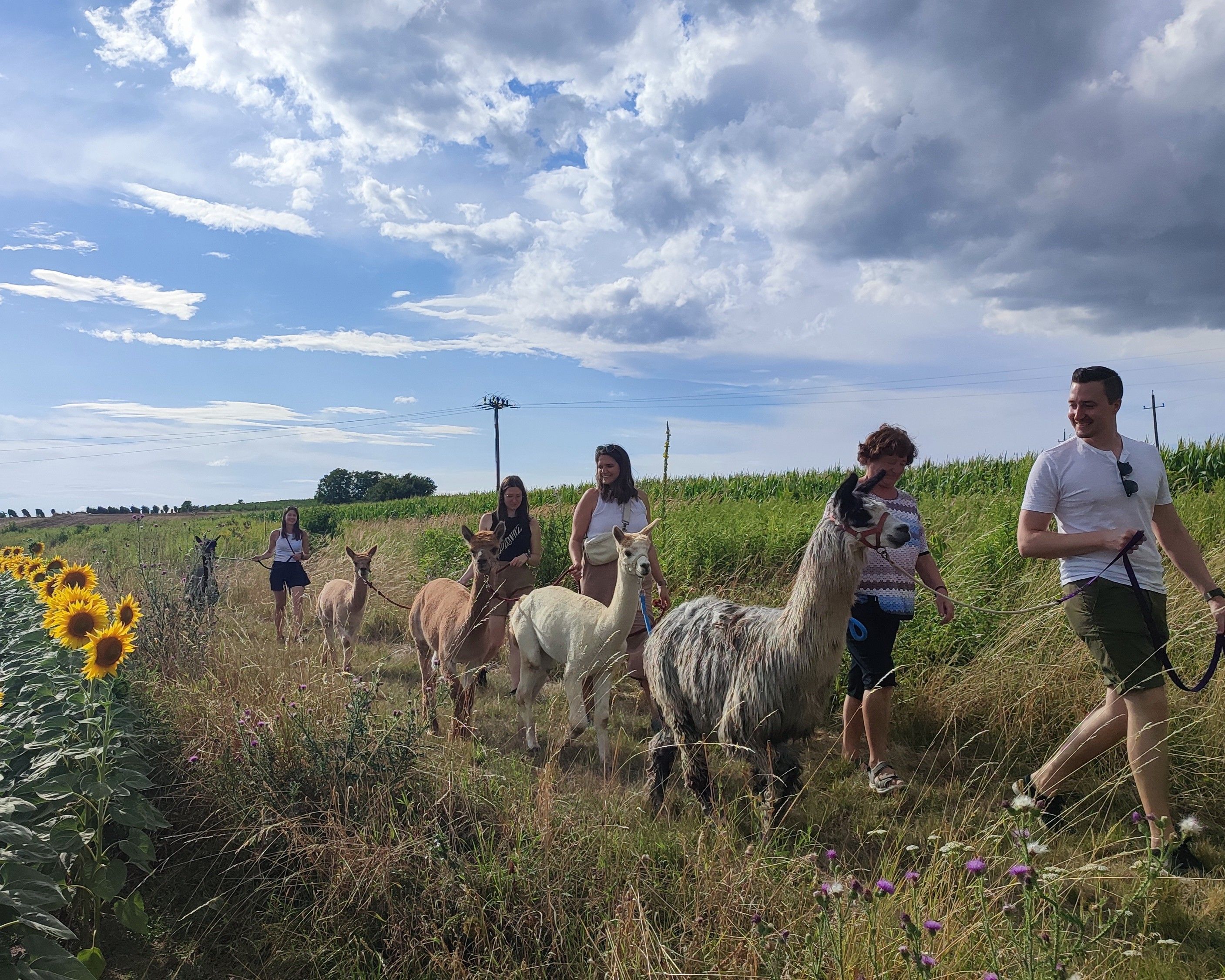 Gruppe von Menschen führt Alpakas auf einem Feldweg entlang eines Sonnenblumenfeldes.