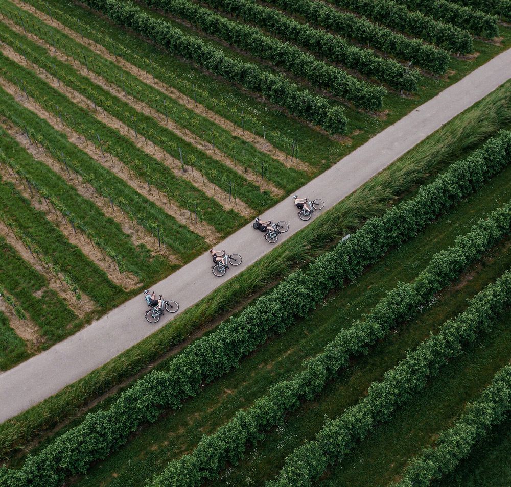 Radfahrer gleiten entspannt entlang der malerischen Weinreben, während die sanften Hügel im Hintergrund eine idyllische Kulisse bieten. Die frische Luft und die grüne Landschaft laden dazu ein, die Schönheit der Natur zu genießen und die Seele baumeln zu lassen.