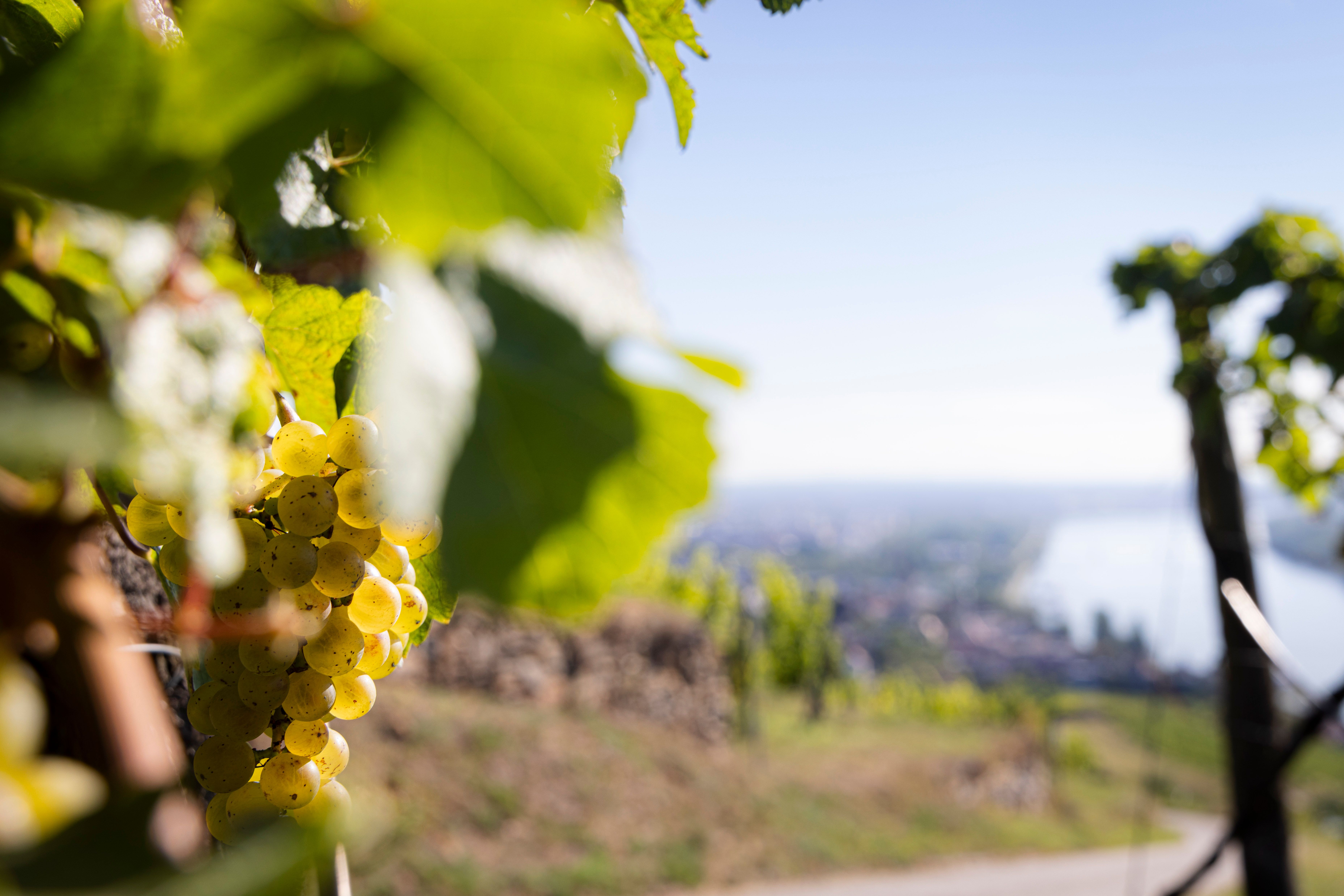 Im Vordergrund eine Weißweintraube an einer Rebe hängend mit verschwommenen Hintergrund.