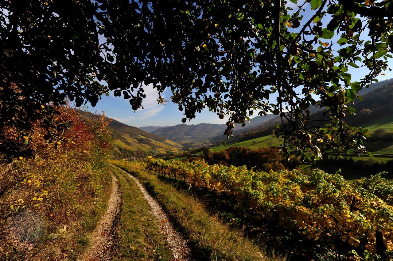 borászat wachau