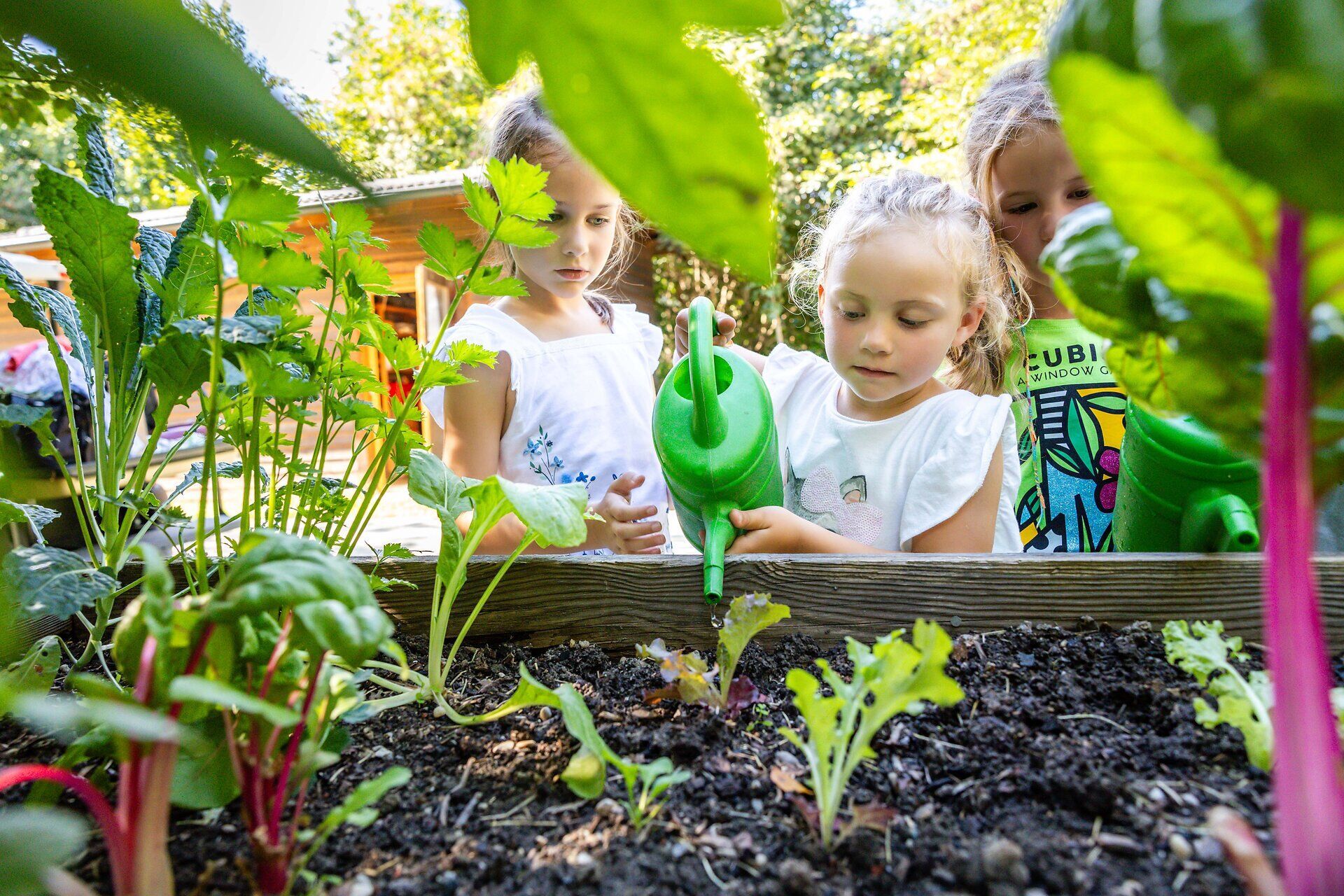 Drei Kinder erleben die Freude des Gärtnerns, während sie mit einem grünen Gießkanne die frischen Pflanzen bewässern. Umgeben von bunten Blättern und der warmen Sonne, strahlt ihre Begeisterung für die Natur und das Wachstum. Diese harmonische Szene lädt dazu ein, die Schönheit des Gärtnerns zu entdecken.