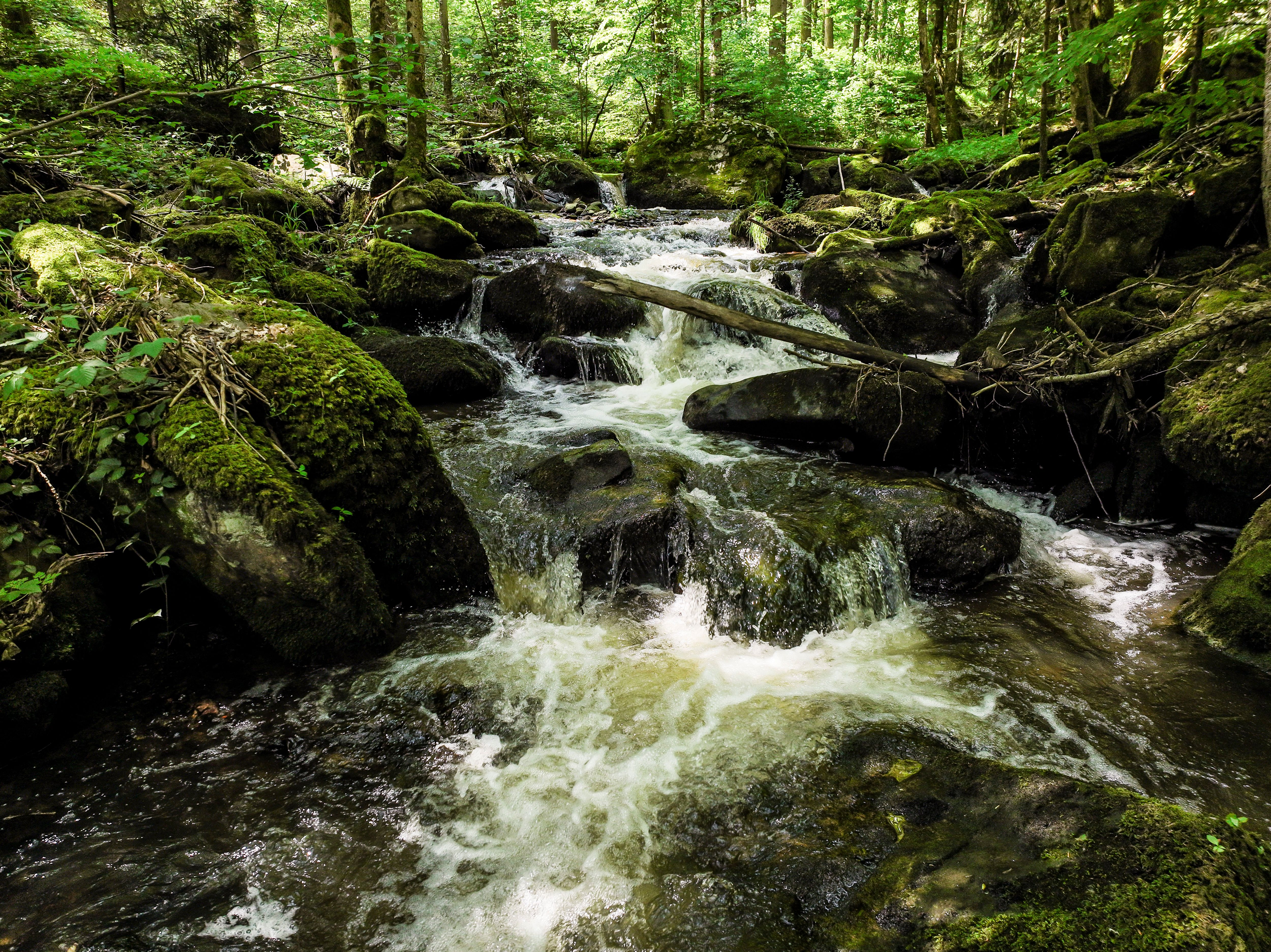 Der rauschende Schwarzaubach mit Moos bedeckten Ufer