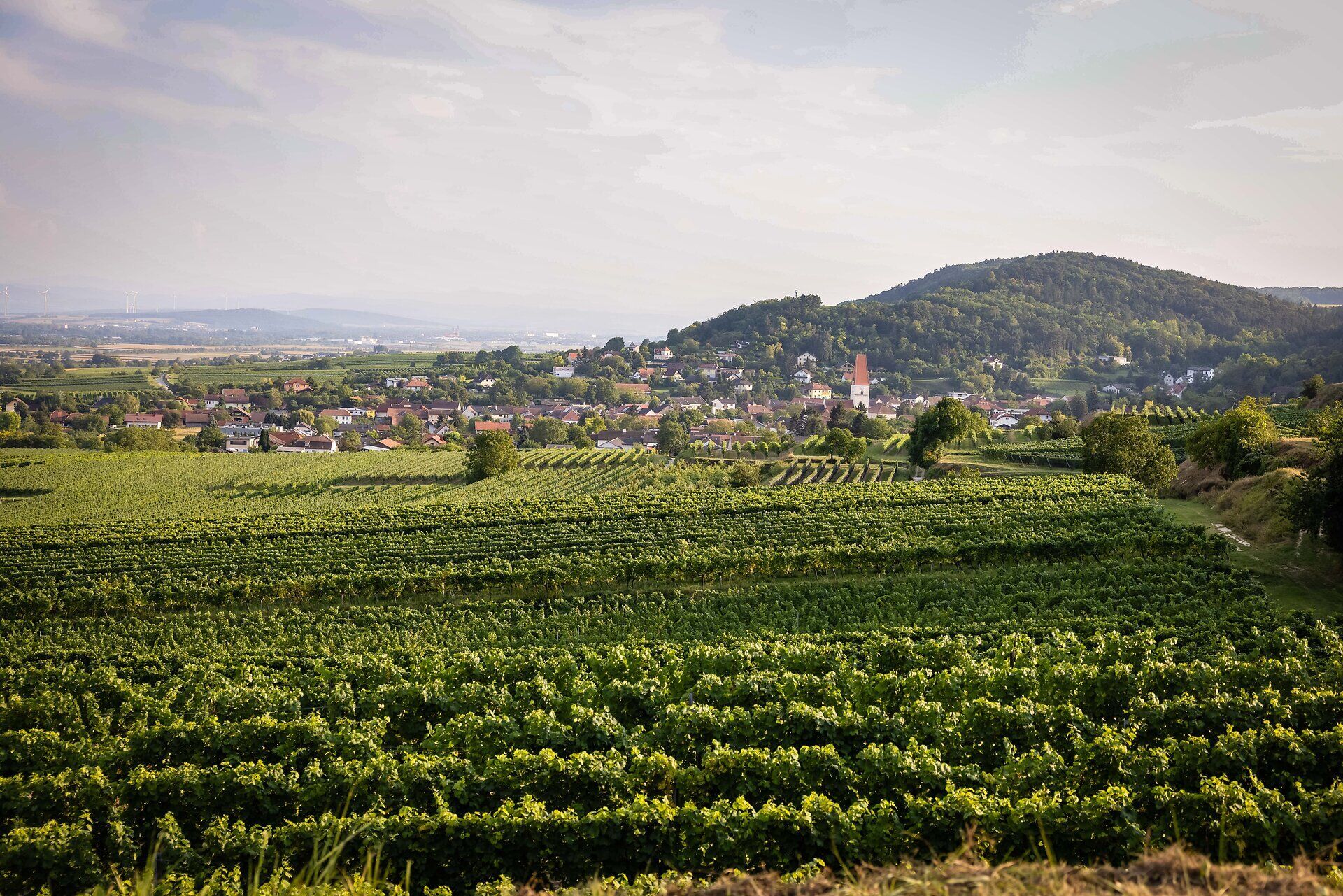 Kirche und Ortschaft hinter einem sonnendurchfluteten Weinfeld und Hügellandschaft