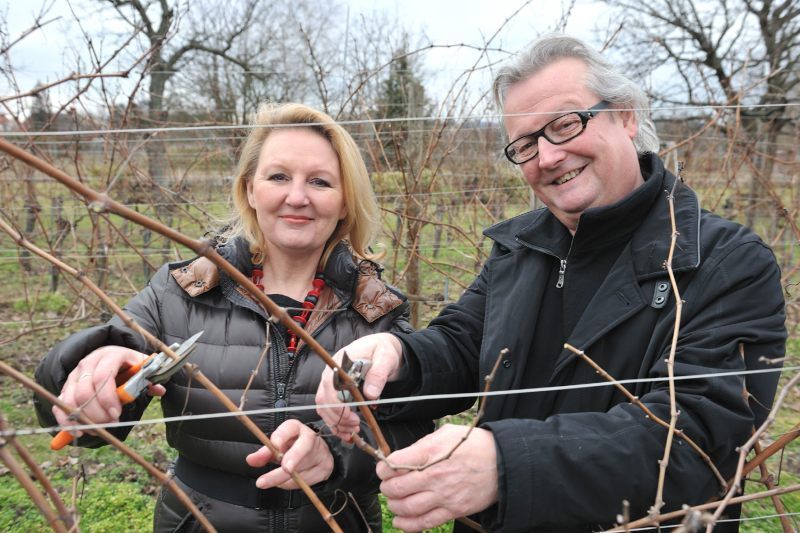 Zwei Personen schneiden Reben in einem Weinberg.