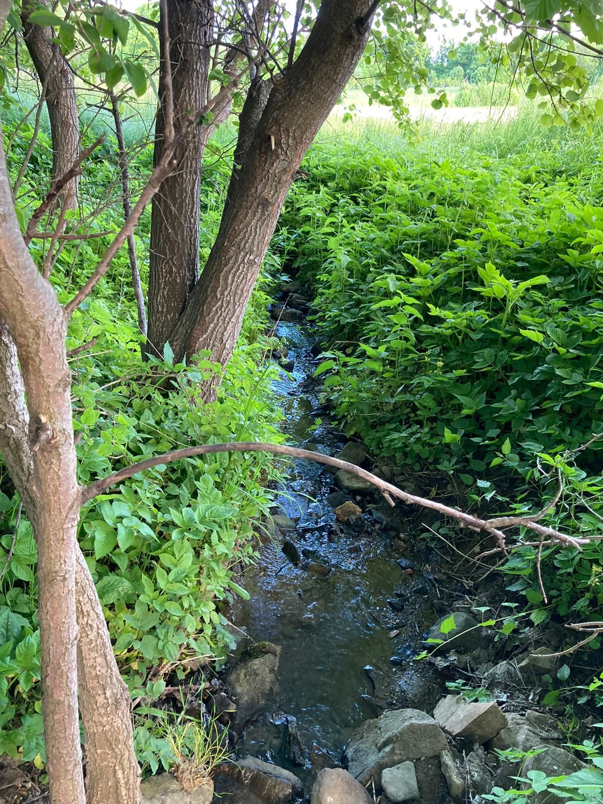 Ein kleiner Bach fließt durch üppiges grünes Laub und Bäume.