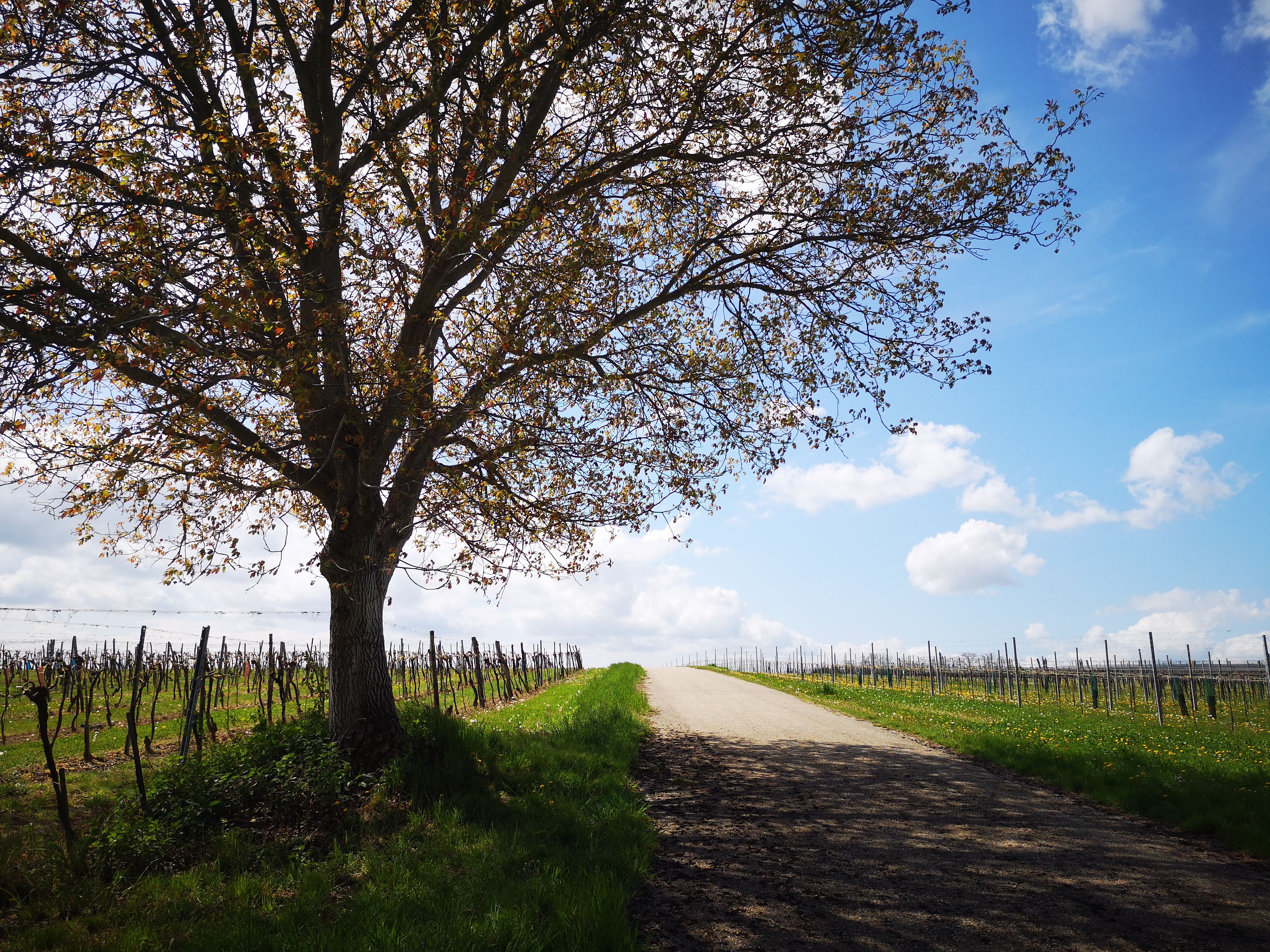 Weg zwischen Weingärten, am Wegesrand ein Baum der Schatten spendet.