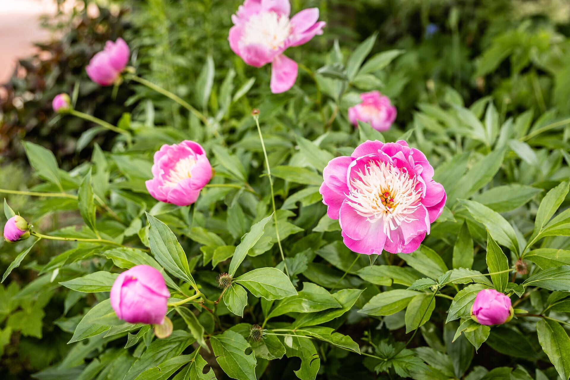 In voller Blüte erstrahlen die prächtigen Pfingstrosen und verleihen dem Garten eine zauberhafte Atmosphäre. Die leuchtenden Farben und der betörende Duft laden dazu ein, die Schönheit der Natur in vollen Zügen zu genießen.