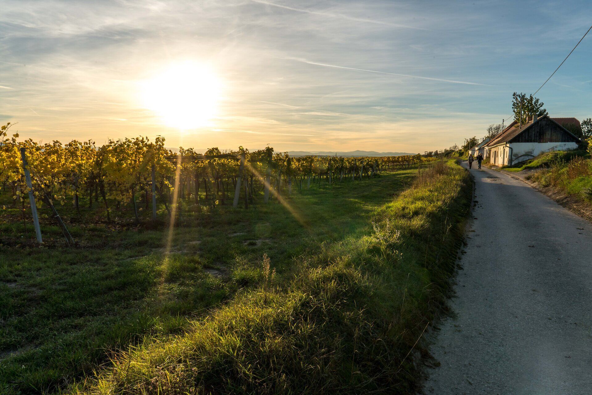 Die sanften Hügel der Weinregion Wagram erstrahlen im warmen Licht der Abendsonne. Die goldenen Weinreben laden zu einem entspannenden Spaziergang ein, während die frische Luft die Sinne belebt. Ein perfekter Ort, um die Schönheit des Herbstes zu genießen.