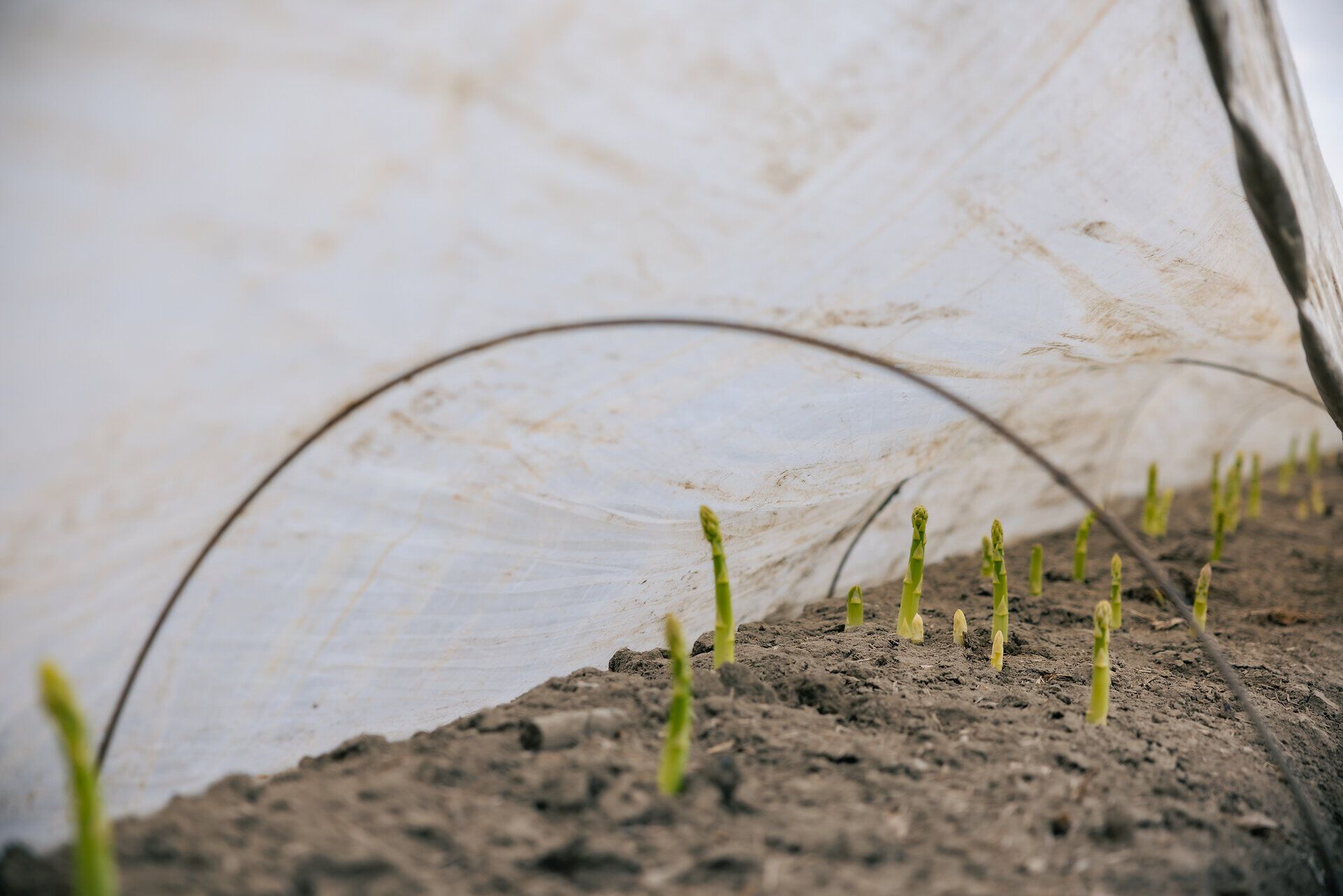 Grüner Spargel wächst in einem Folientunnel aus der Erde.