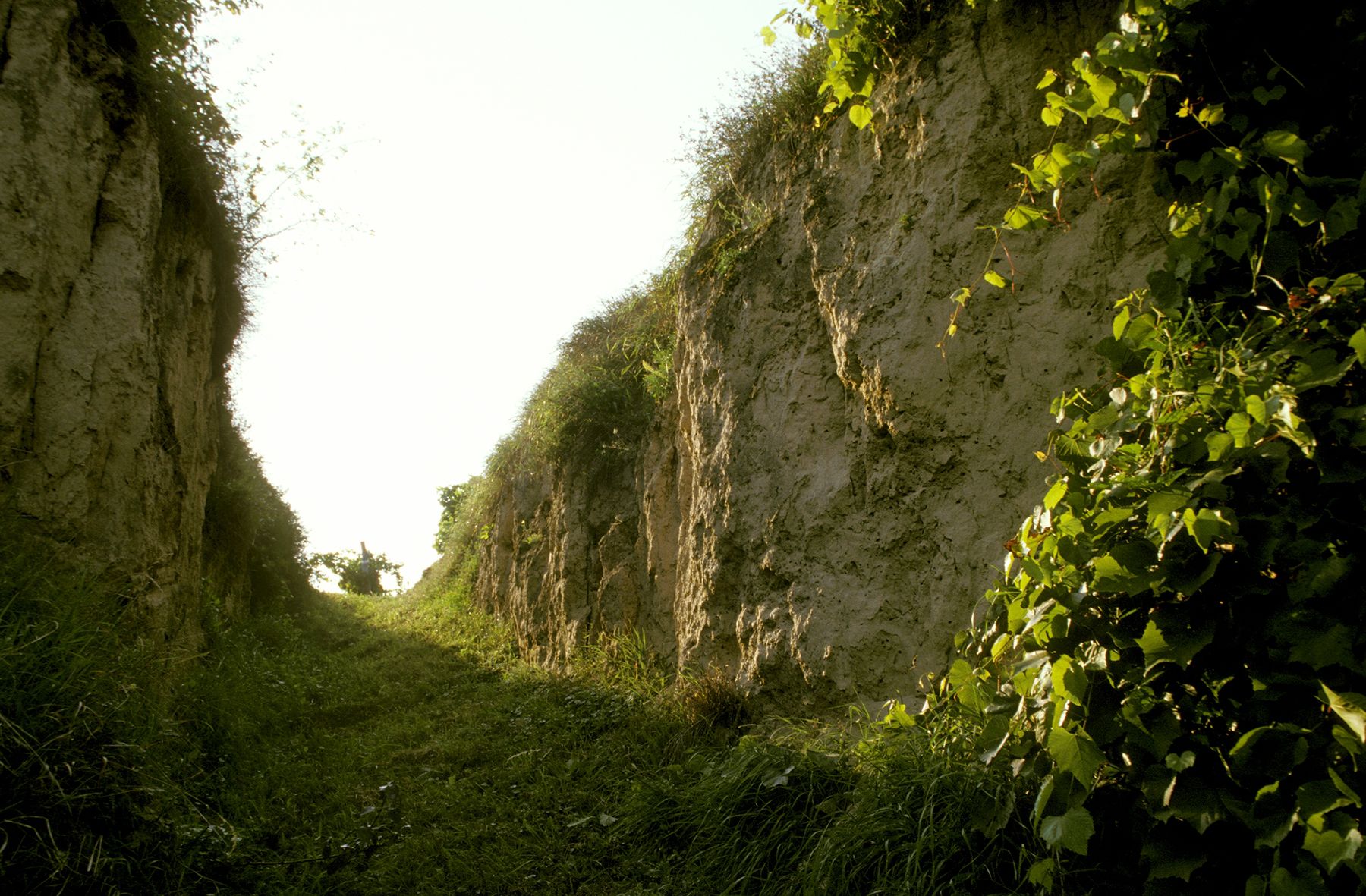 Ein schmaler, grasbewachsener Pfad zwischen hohen, erdigen Wänden mit Pflanzenbewuchs.