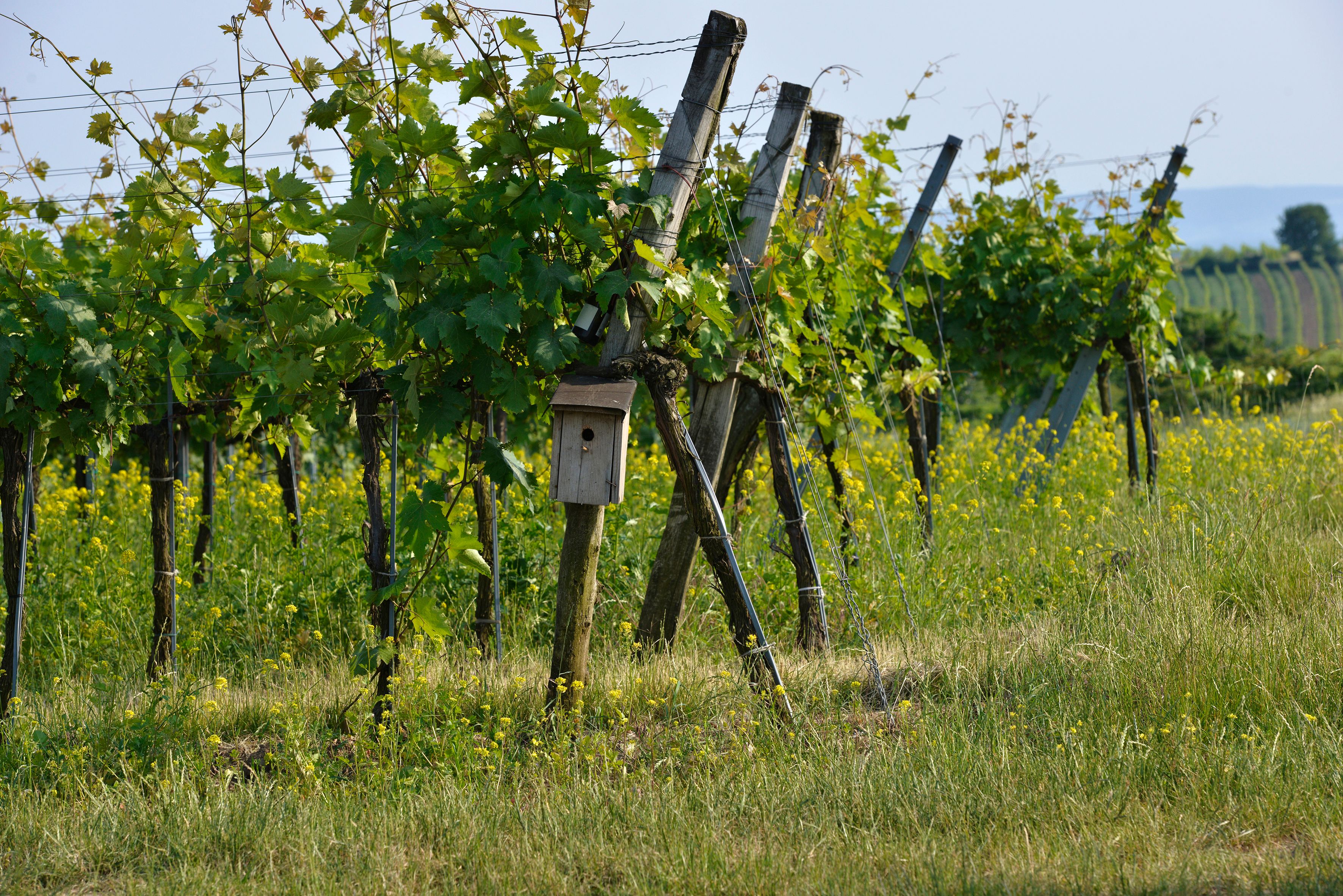 Rebzeilen in einem Weinberg mit grünen Weinreben an schräg stehenden Holzpfählen. Zwischen den Reihen wächst hohes Gras mit gelben Wildblumen, im Vordergrund hängt ein kleiner Nistkasten an einem Pfahl.