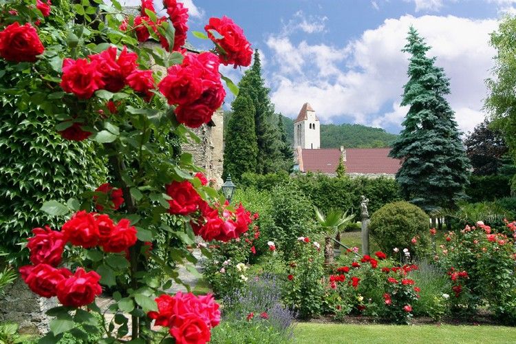 Rote Rosen blühen in einem Klostergarten mit einer Kirche im Hintergrund.
