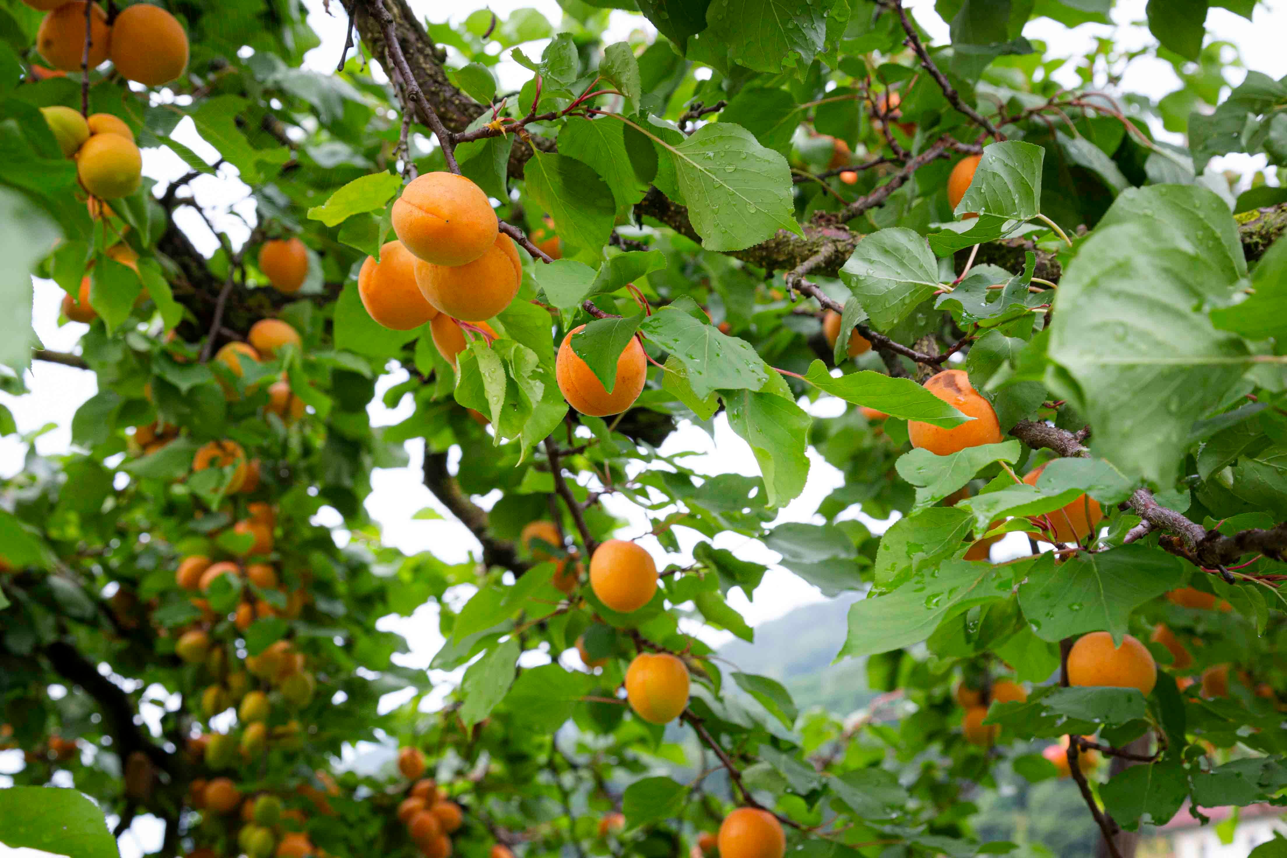 Marillenernte in der Wachau