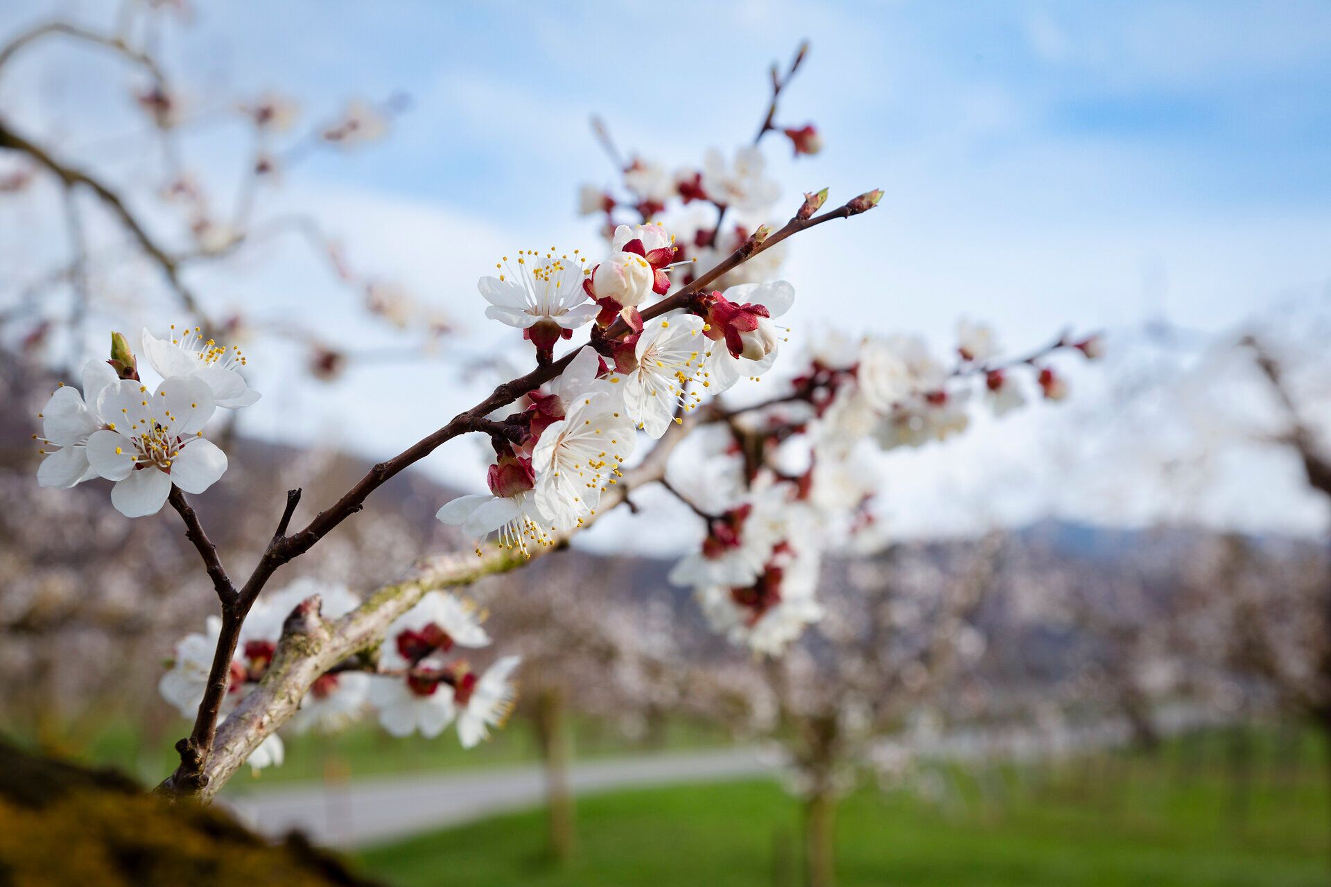 Blühende Marillenzweige im Detail