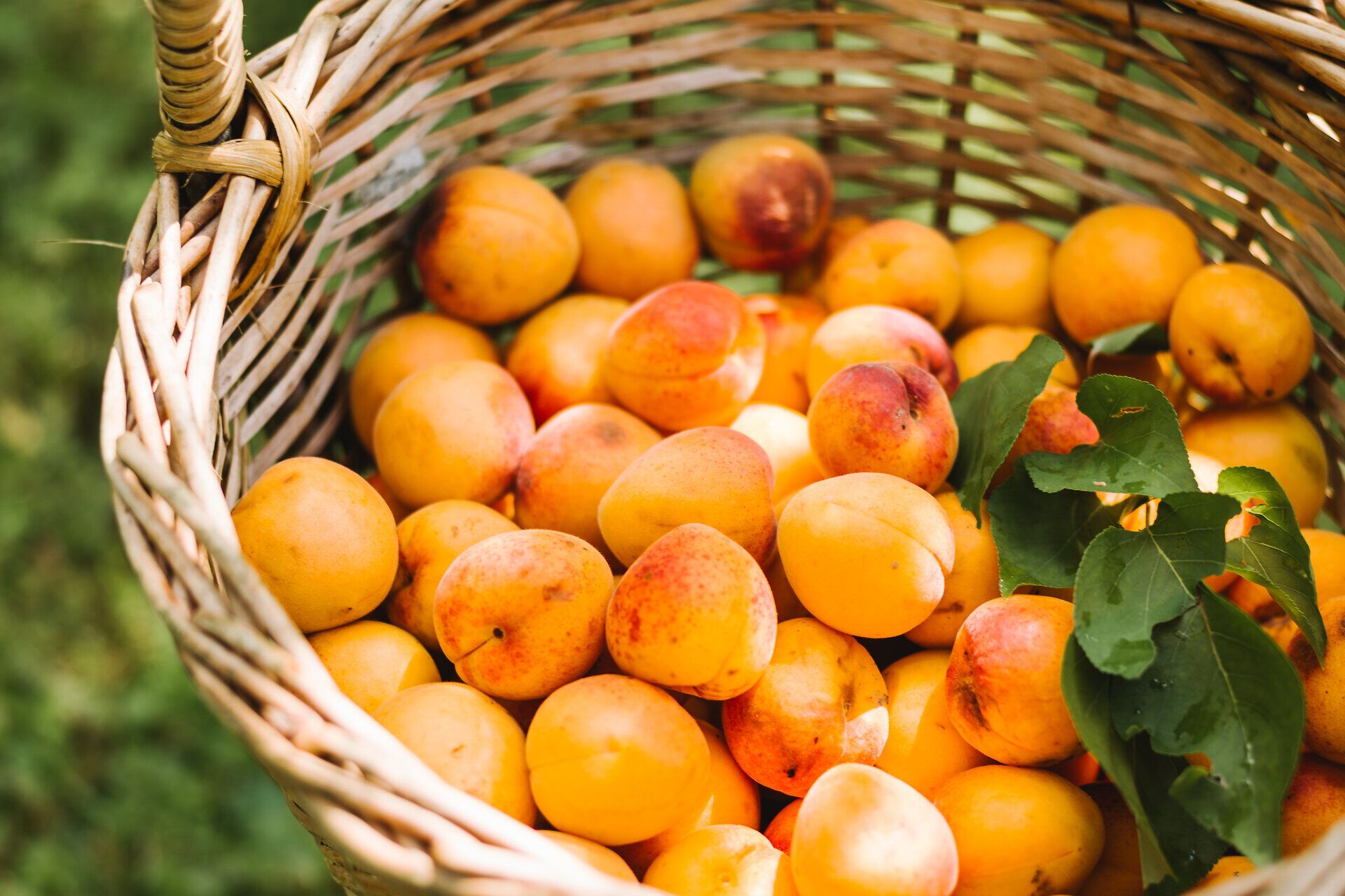 Saftige Marillen liegen in einem geflochtenen Korb, bereit für die Ernte. Die goldenen Früchte strahlen in der warmen Sonne und versprechen einen köstlichen Genuss. Ein wahres Fest für die Sinne, das die Schönheit der Natur widerspiegelt.