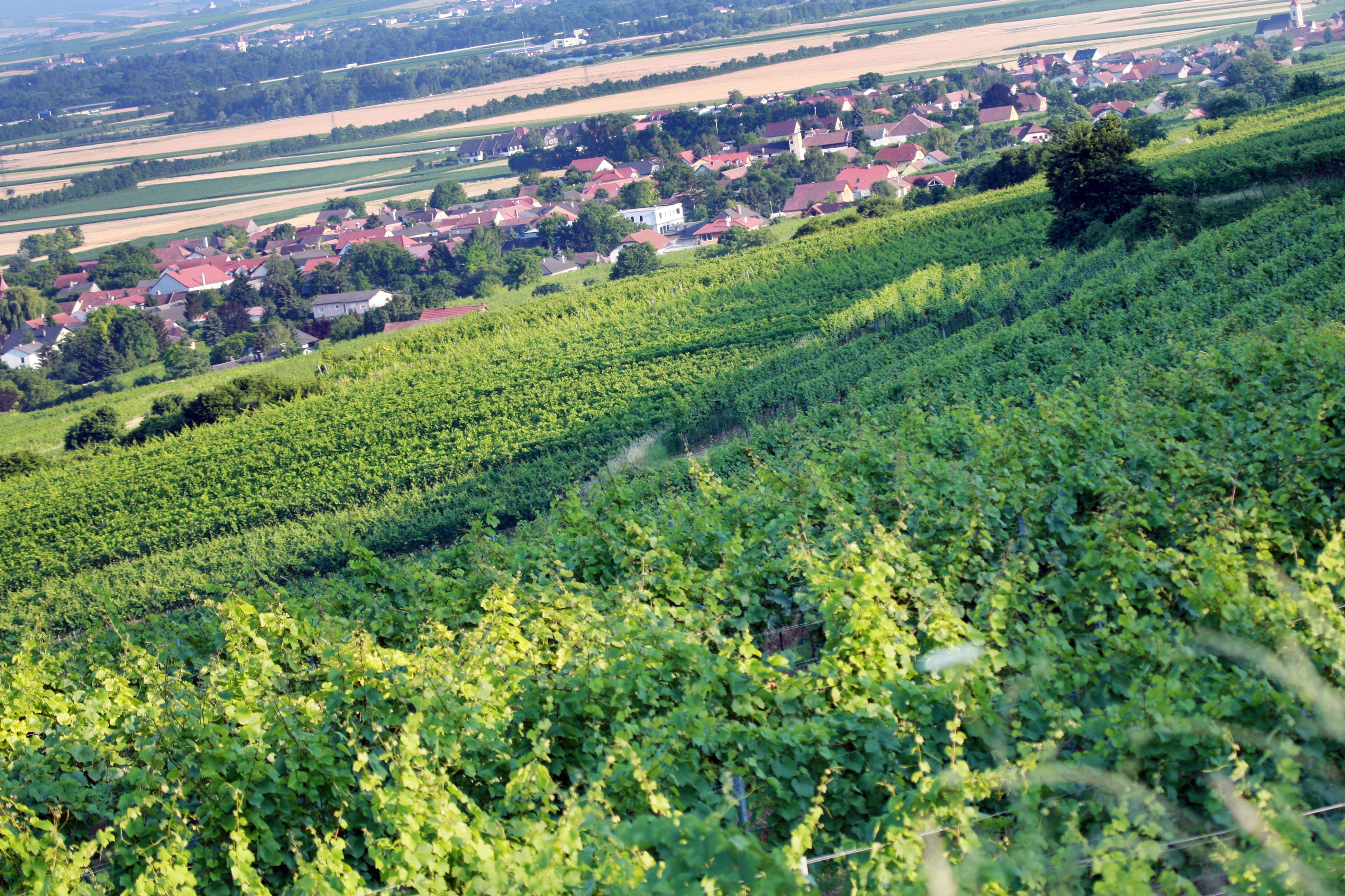 Weinberge im Traisental mit einem Dorf im Hintergrund.